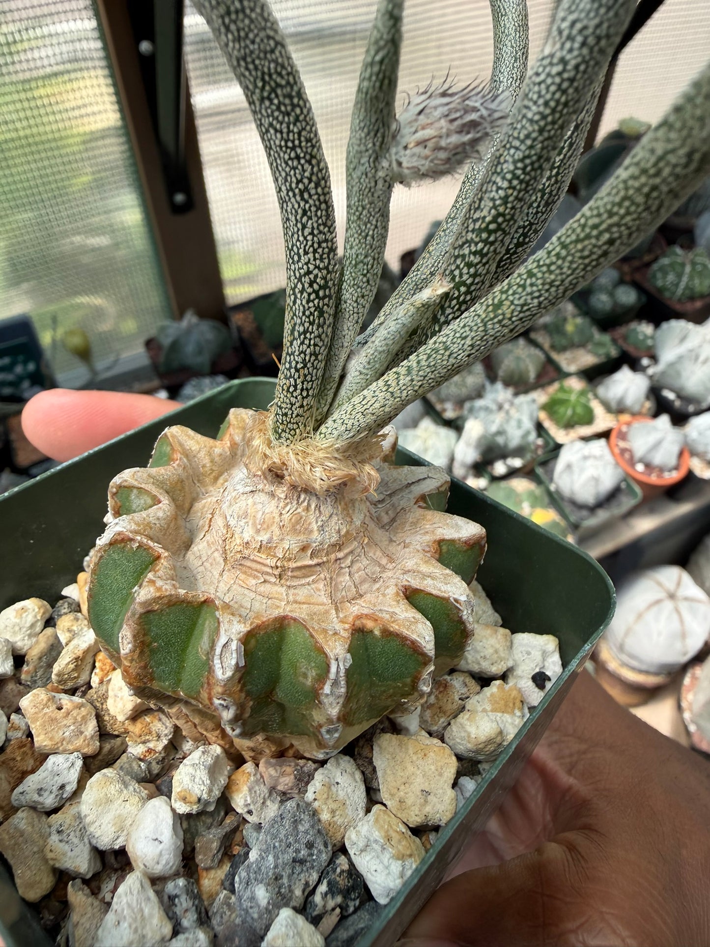 Astrophytum caput-medusae (grafted)