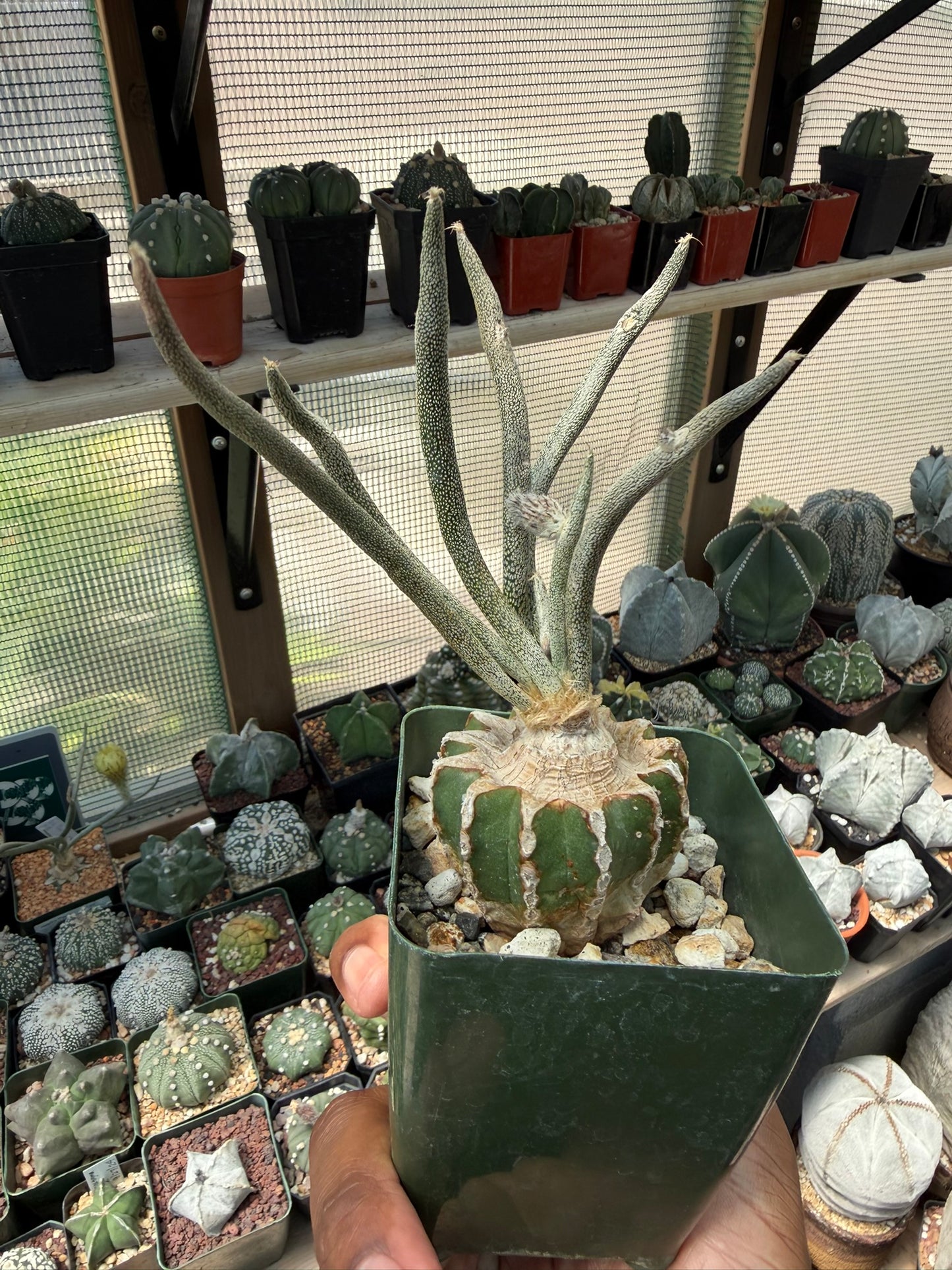 Astrophytum caput-medusae (grafted)