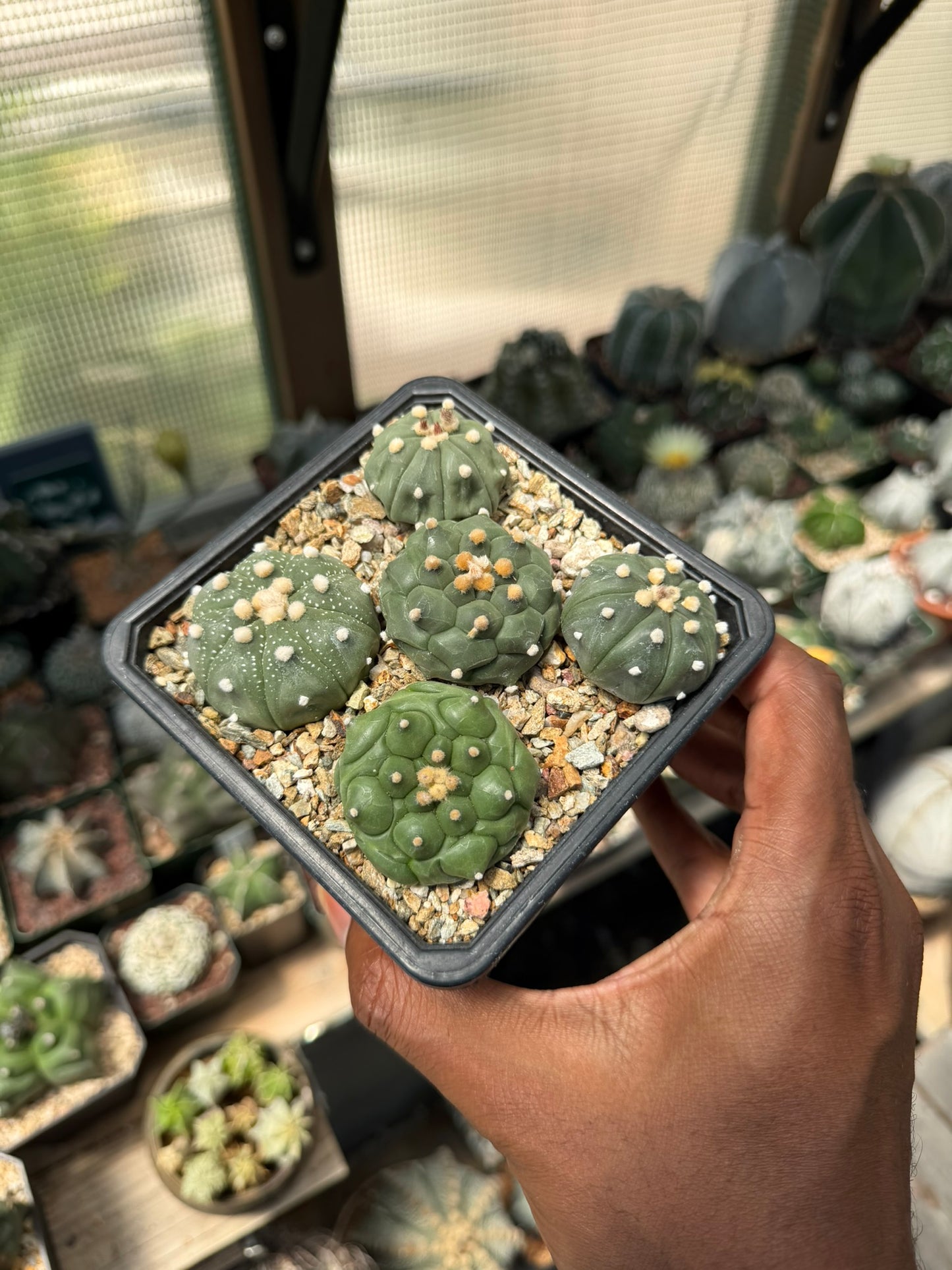 Astrophytum asterias Bundle!