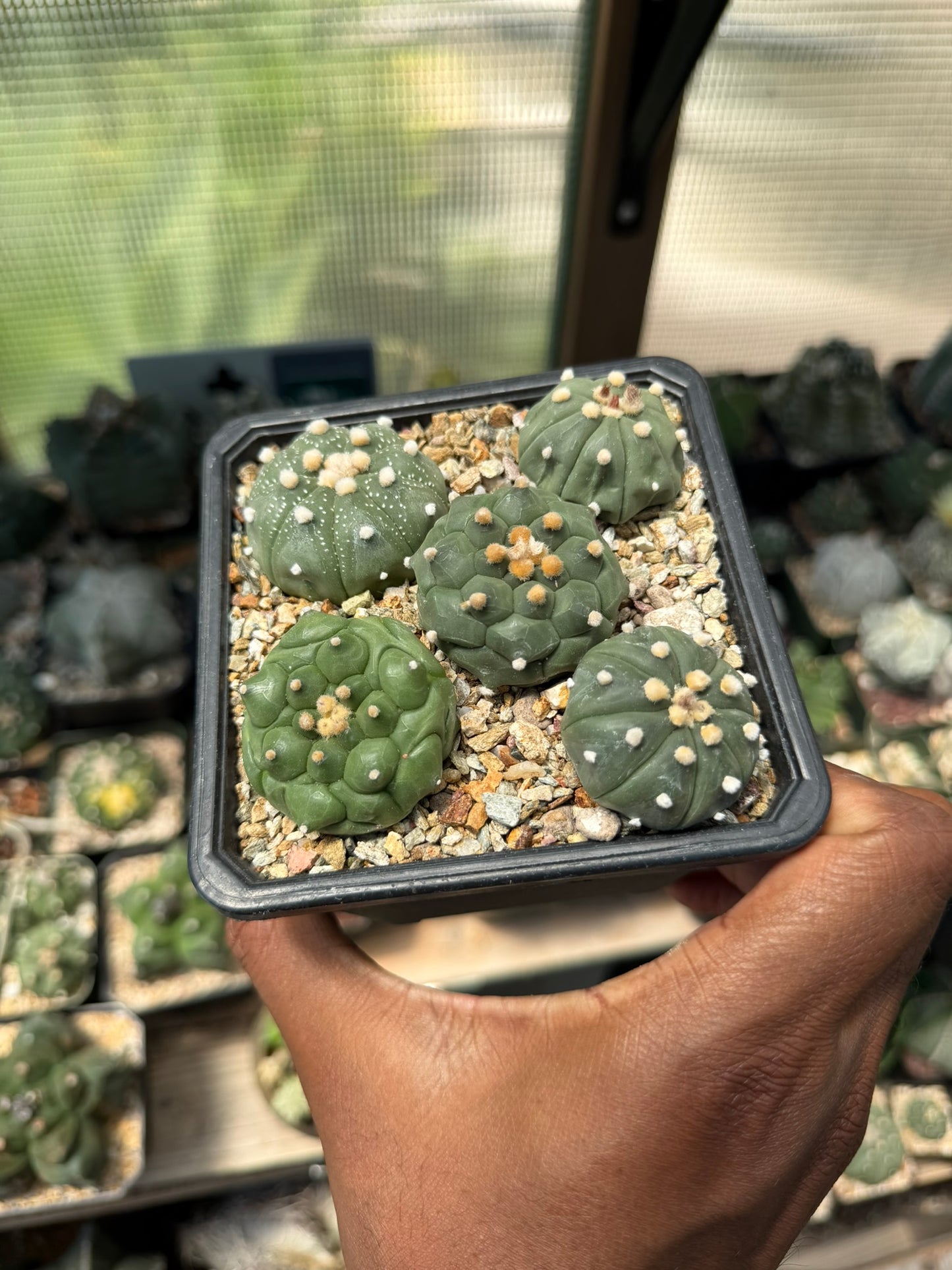 Astrophytum asterias Bundle!