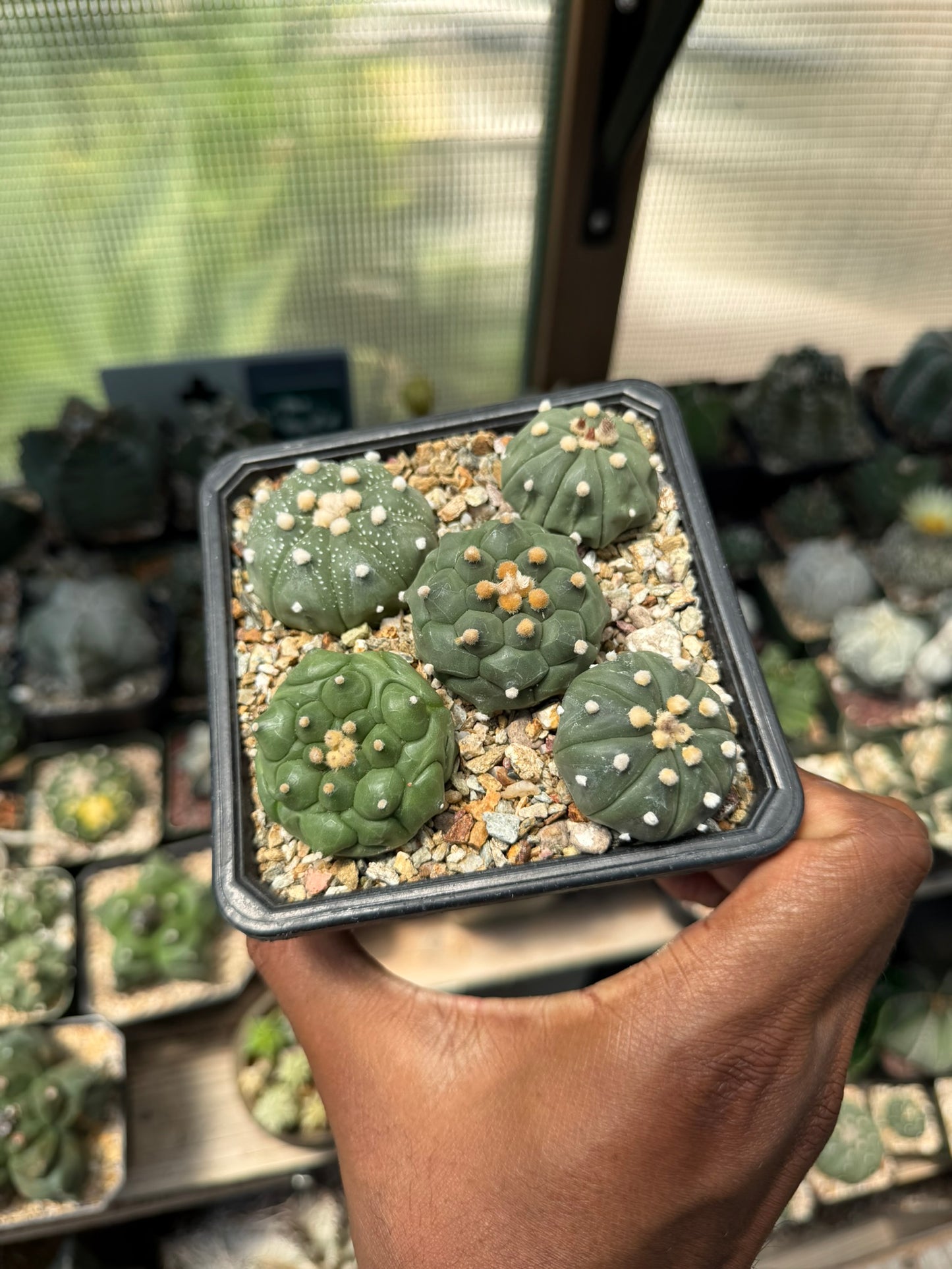 Astrophytum asterias Bundle!