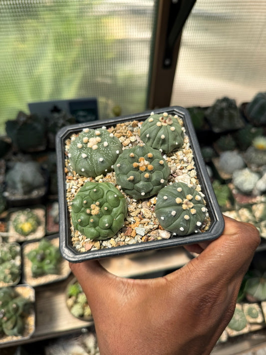Astrophytum asterias Bundle!
