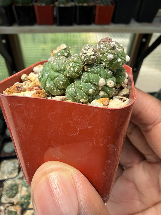 Astrophytum asterias Kikko Lizard Skin Cristata