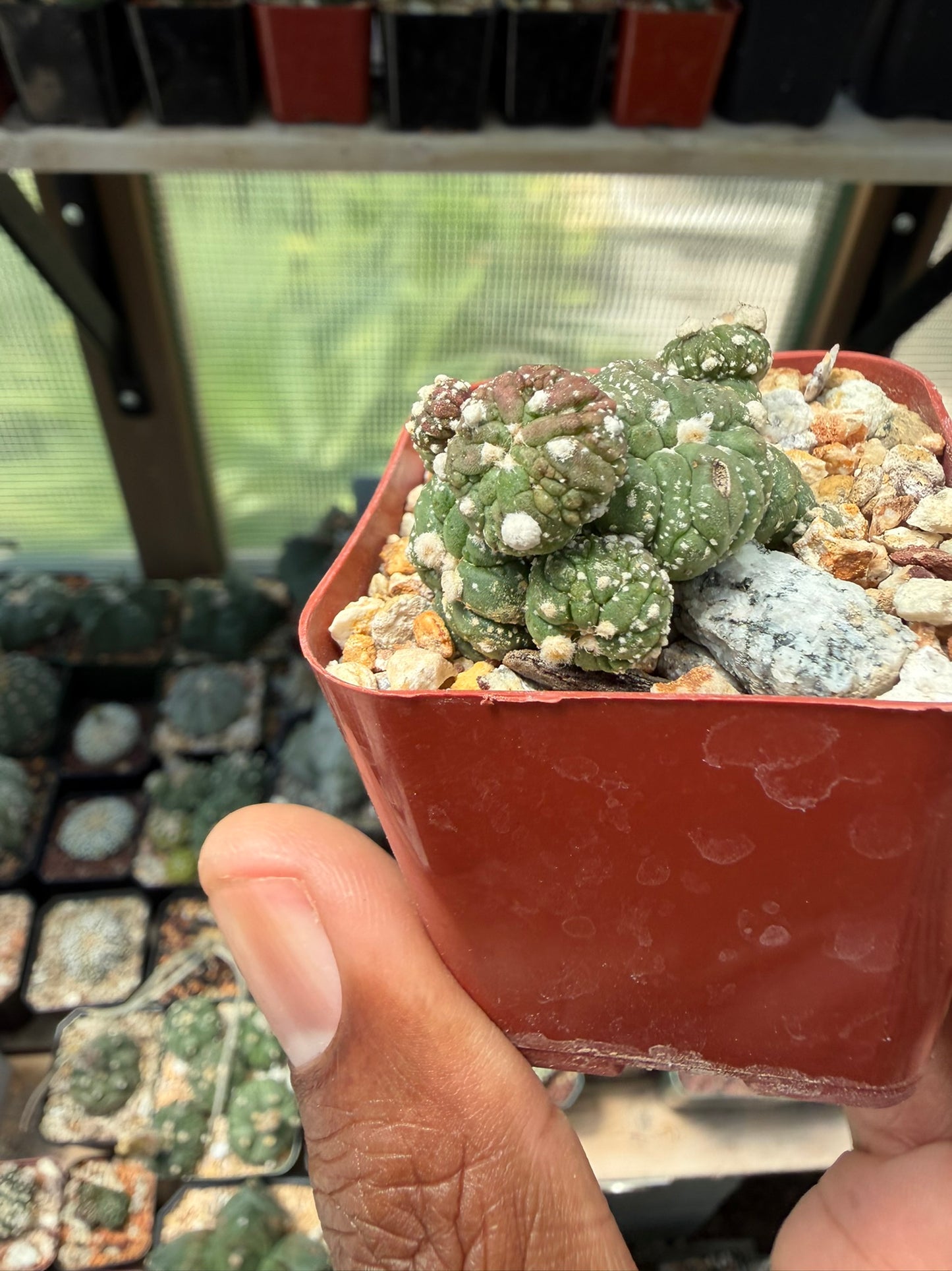 Astrophytum asterias Kikko Lizard Skin Cristata