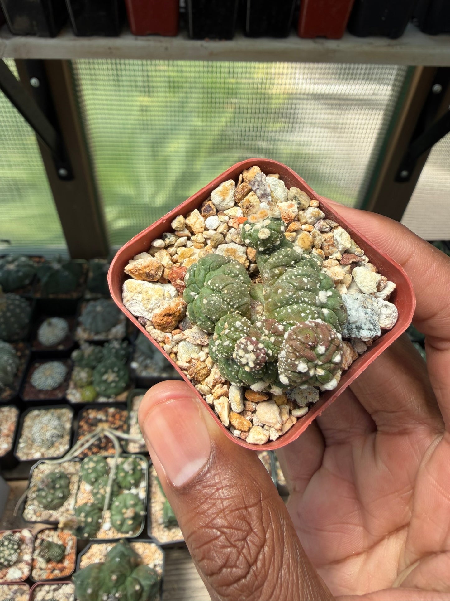Astrophytum asterias Kikko Lizard Skin Cristata