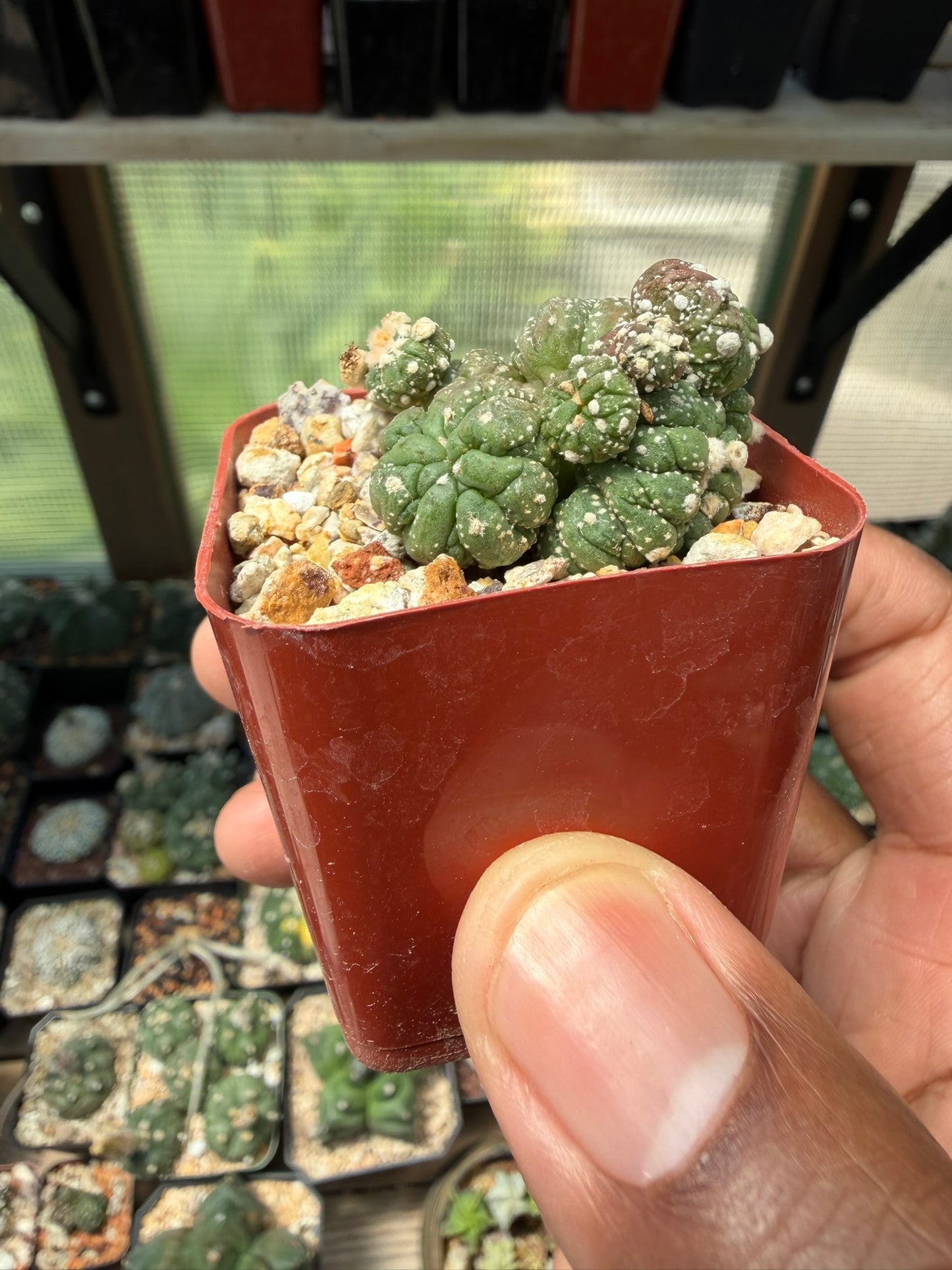 Astrophytum asterias Kikko Lizard Skin Cristata