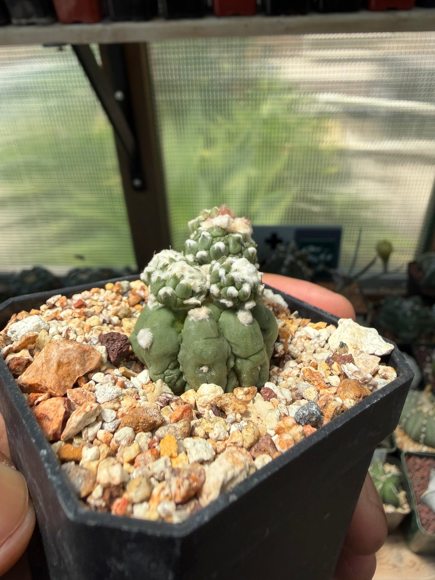 Astrophytum asterias Kikko Lizard Skin