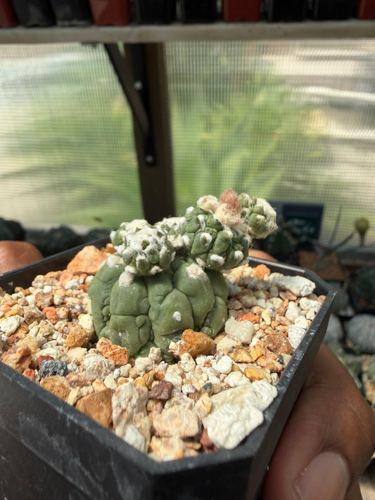 Astrophytum asterias Kikko Lizard Skin