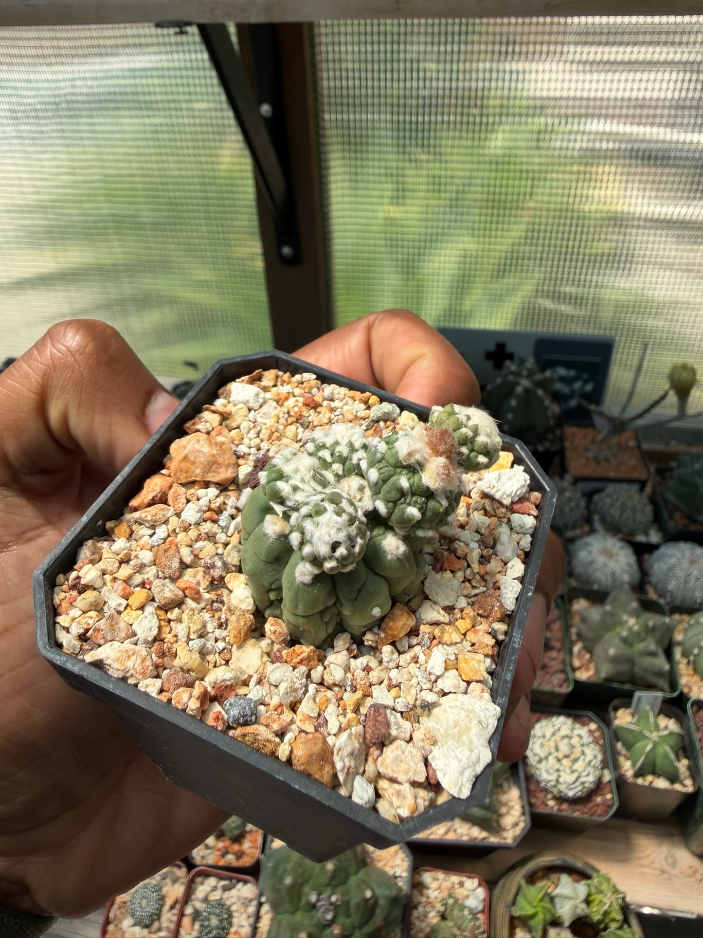 Astrophytum asterias Kikko Lizard Skin