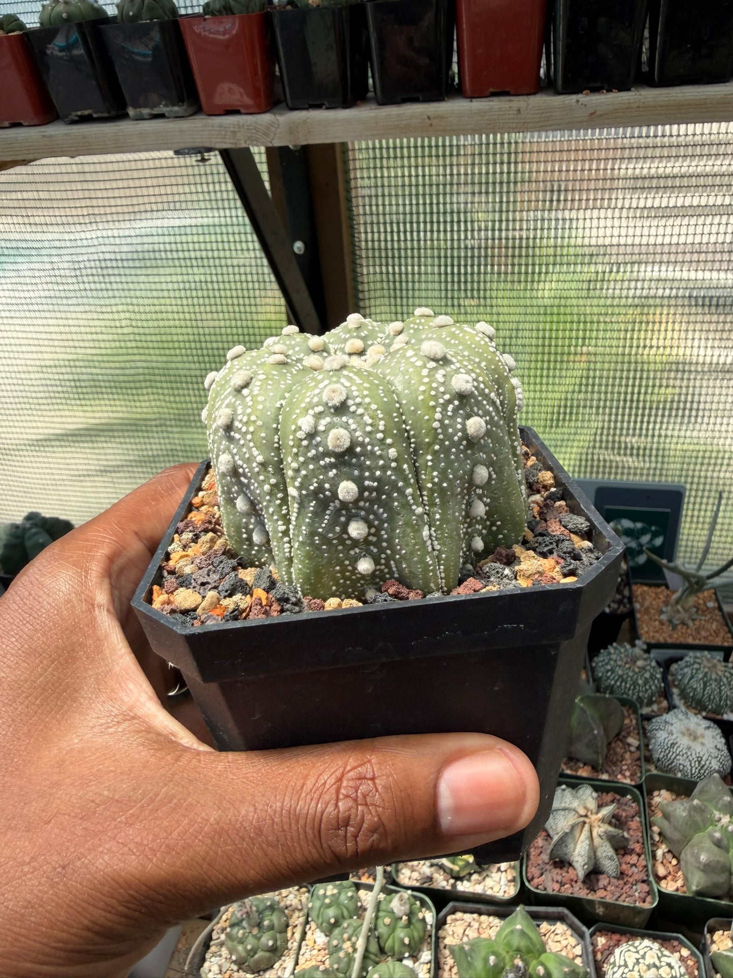 Astrophytum asterias Superkabuto