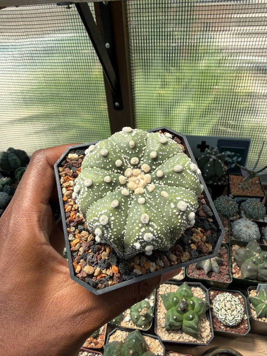Astrophytum asterias Superkabuto