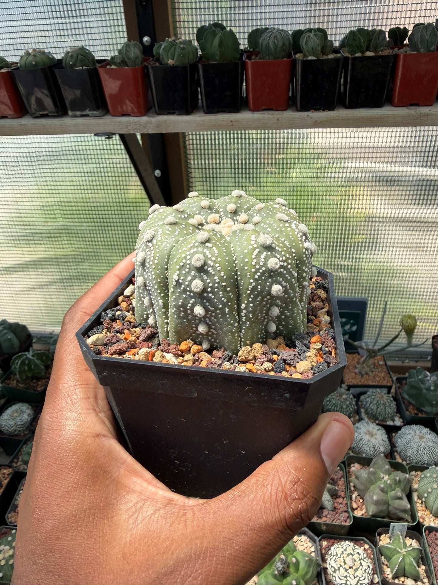 Astrophytum asterias Superkabuto
