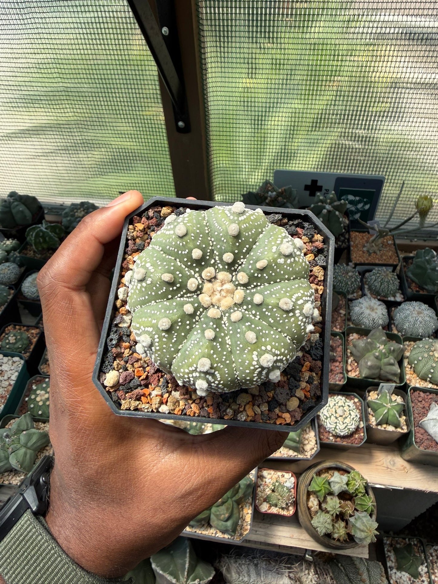 Astrophytum asterias Superkabuto