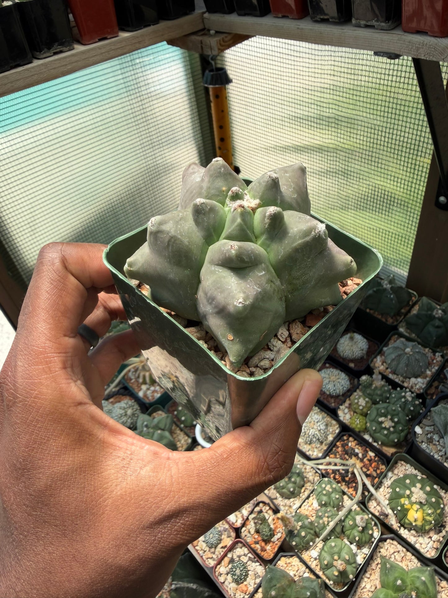 Astrophytum myriostigma Super Kikko