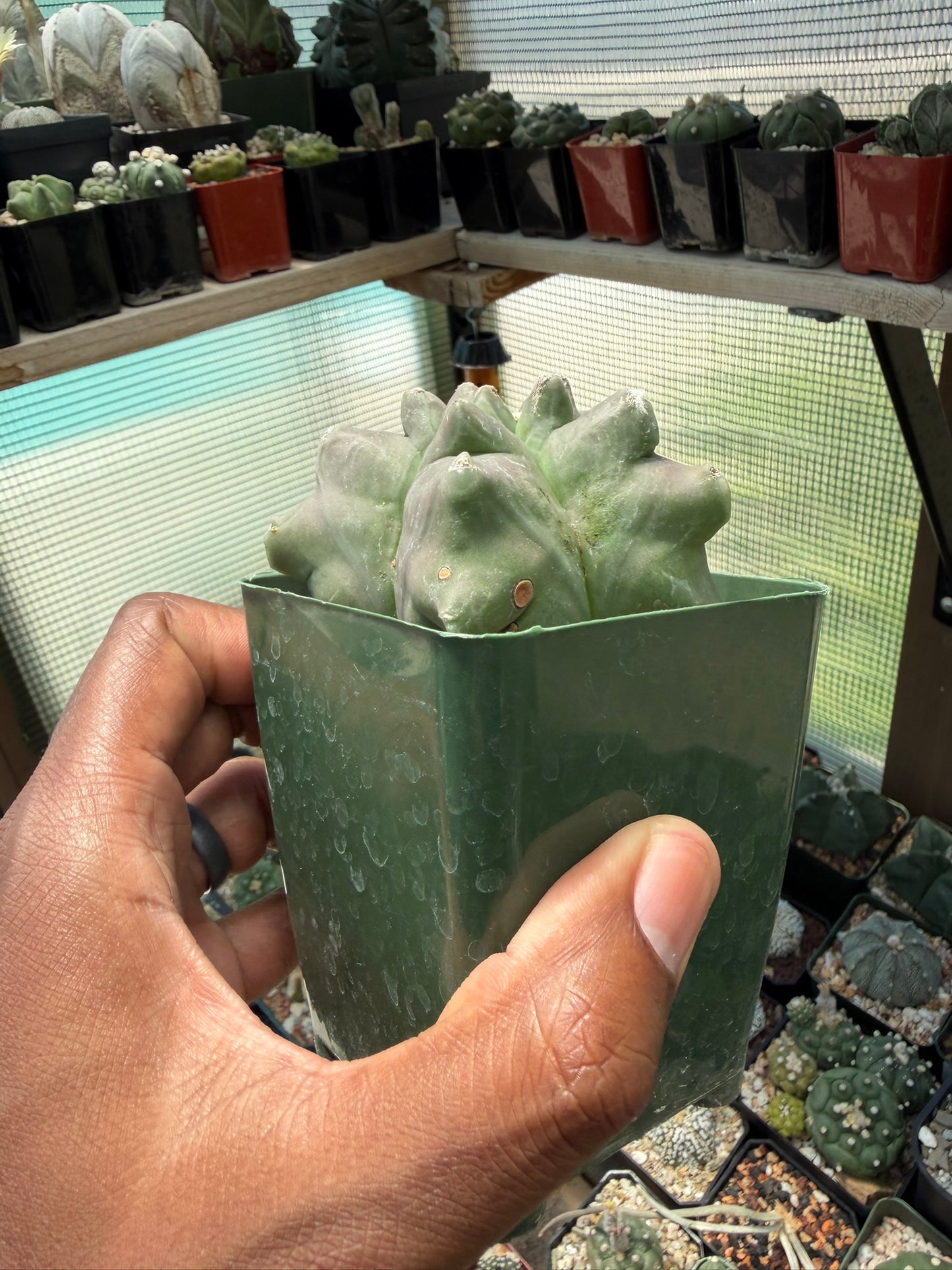 Astrophytum myriostigma Super Kikko