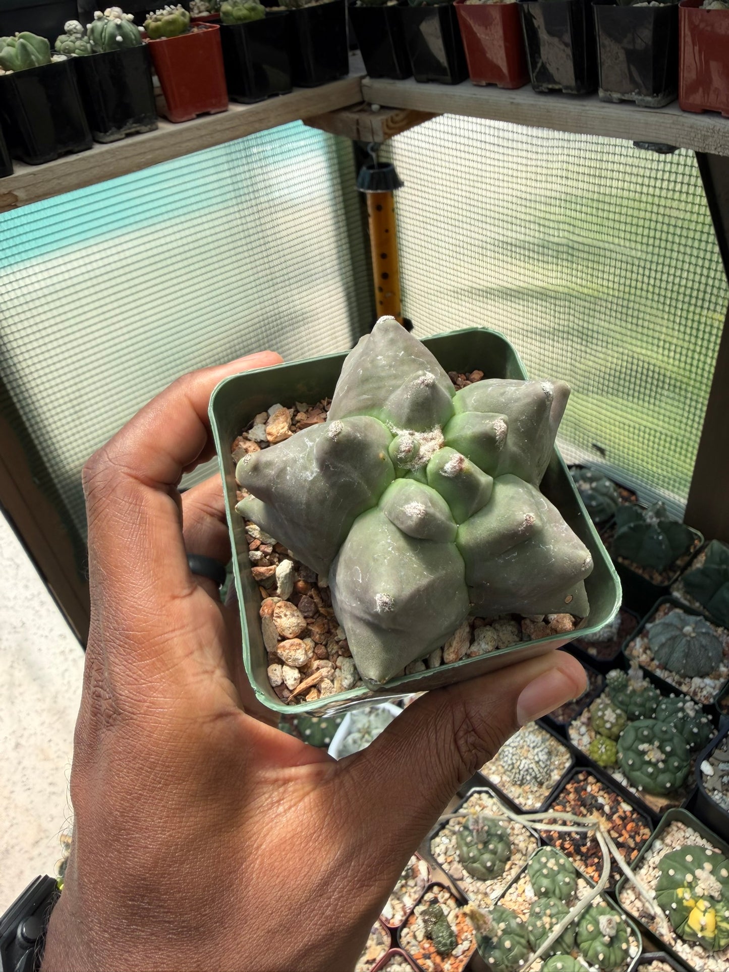 Astrophytum myriostigma Super Kikko