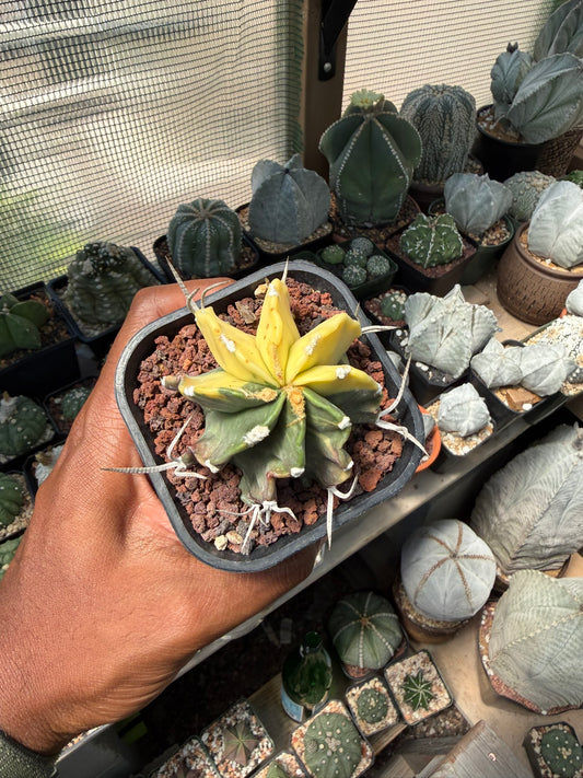 Astrophytum capricorne variegated