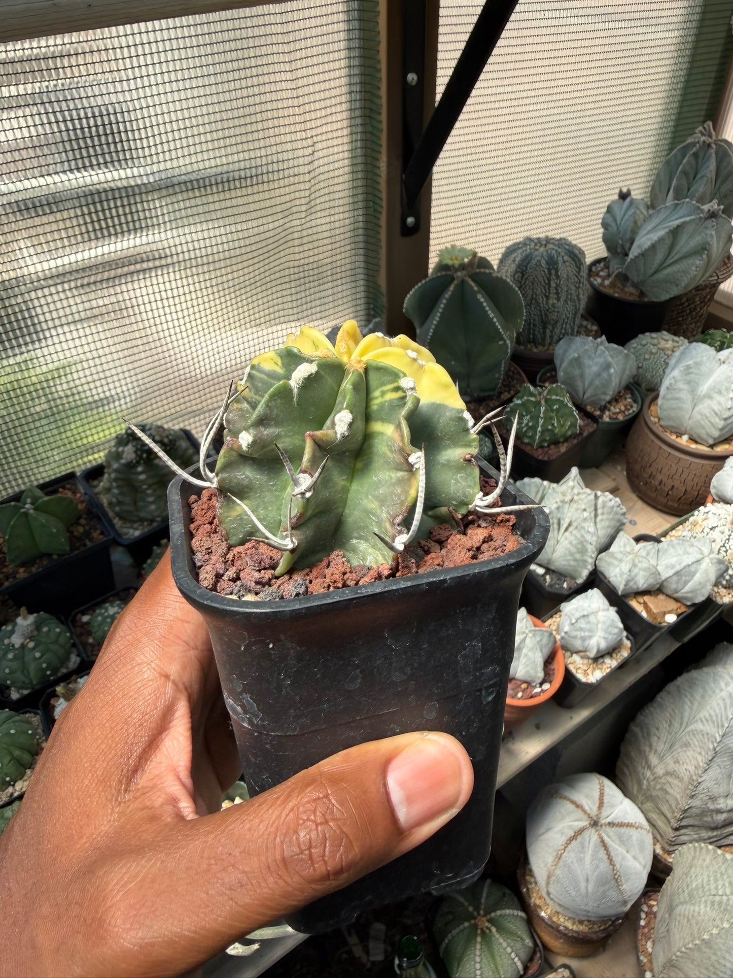 Astrophytum capricorne variegated