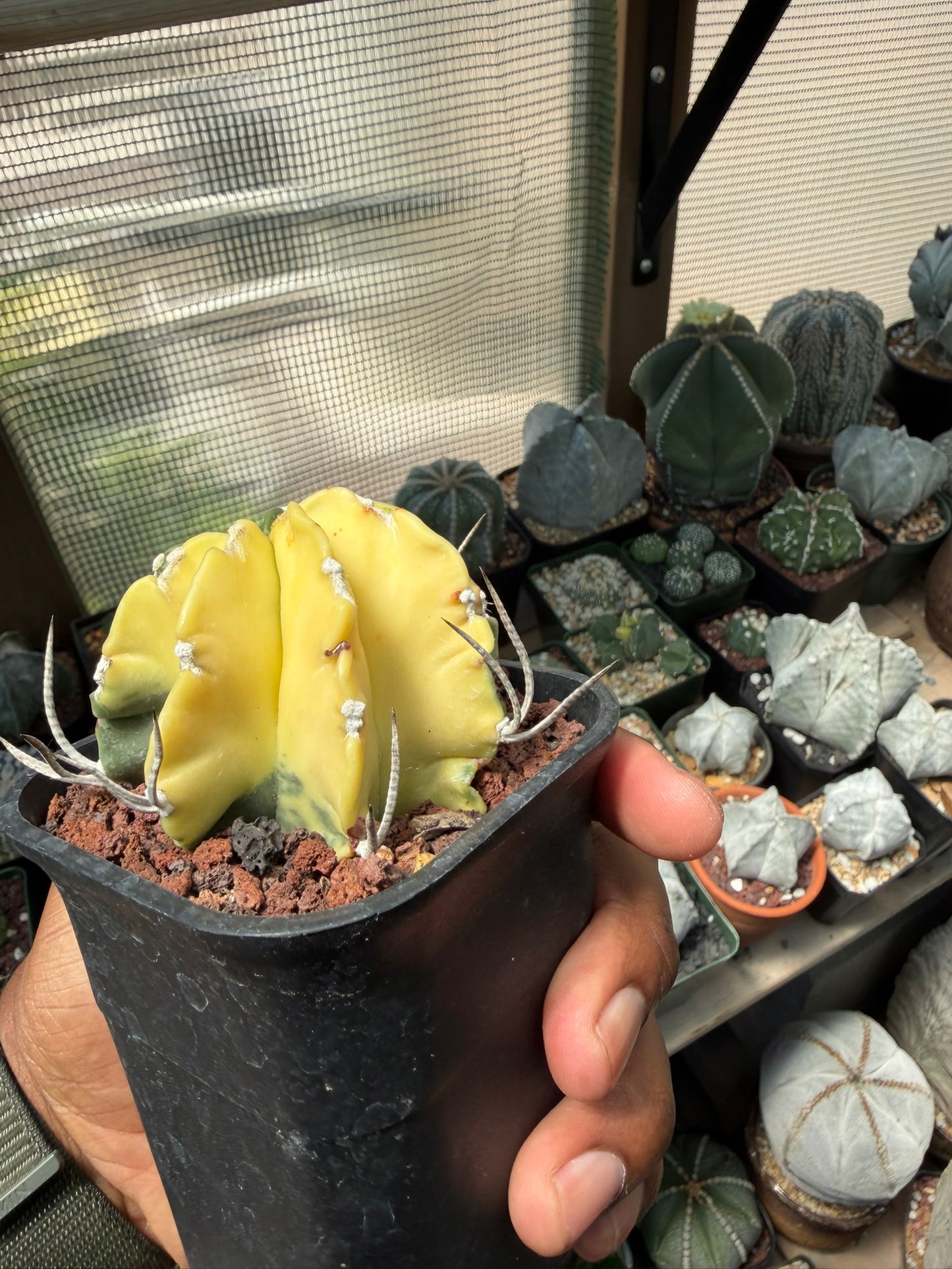 Astrophytum capricorne variegated