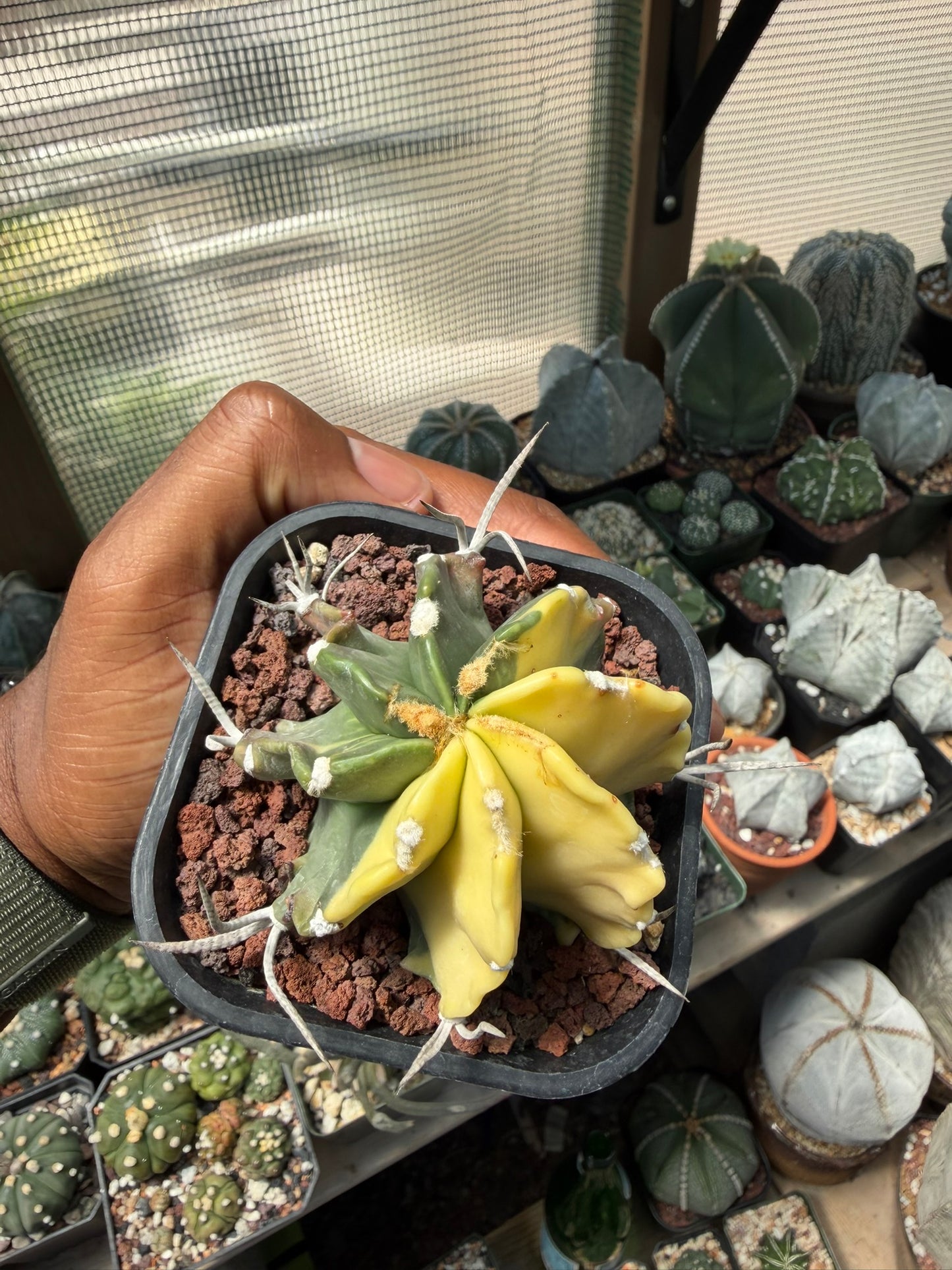 Astrophytum capricorne variegated