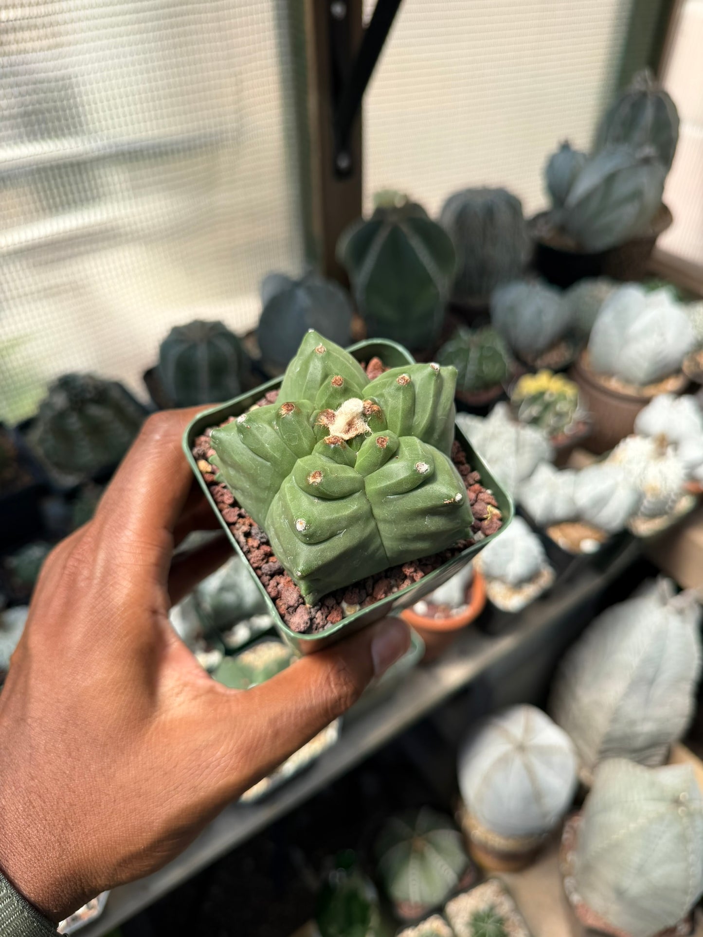 Astrophytum myriostigma Kikko