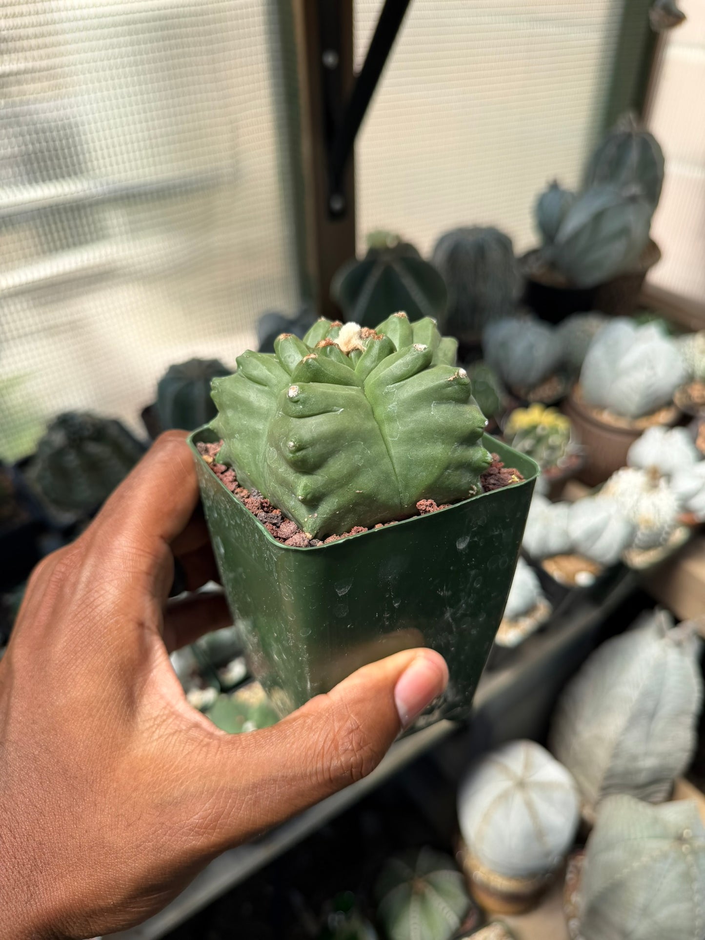 Astrophytum myriostigma Kikko
