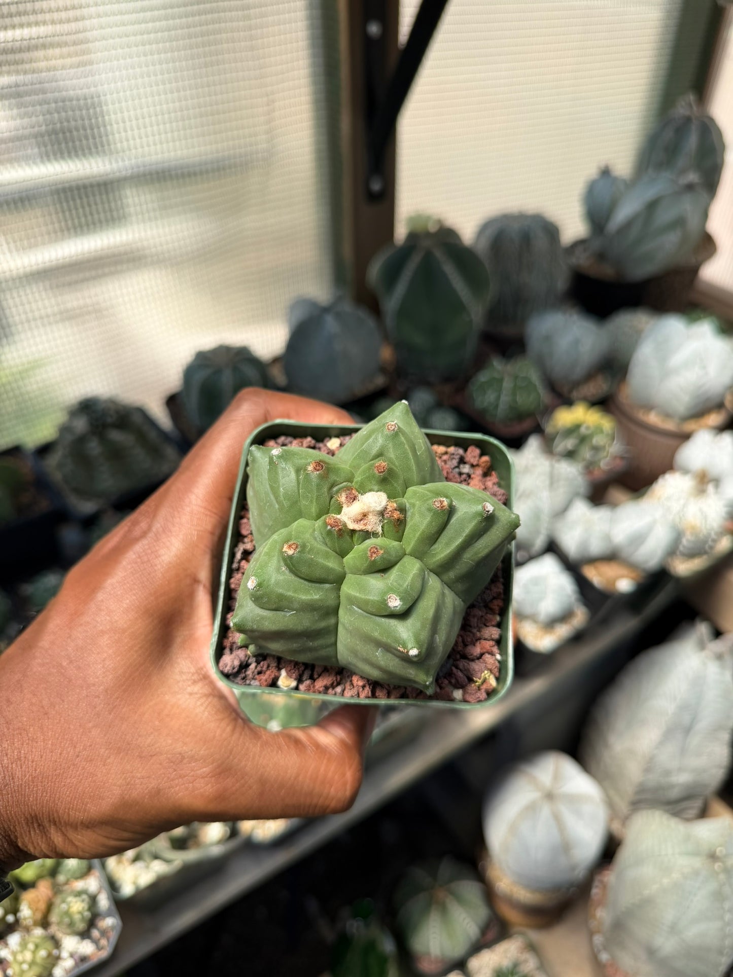 Astrophytum myriostigma Kikko