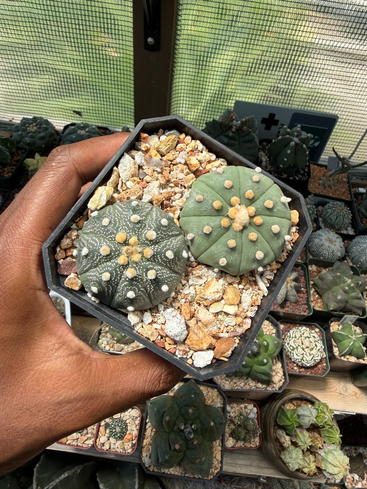 Astrophytum asterias bundle