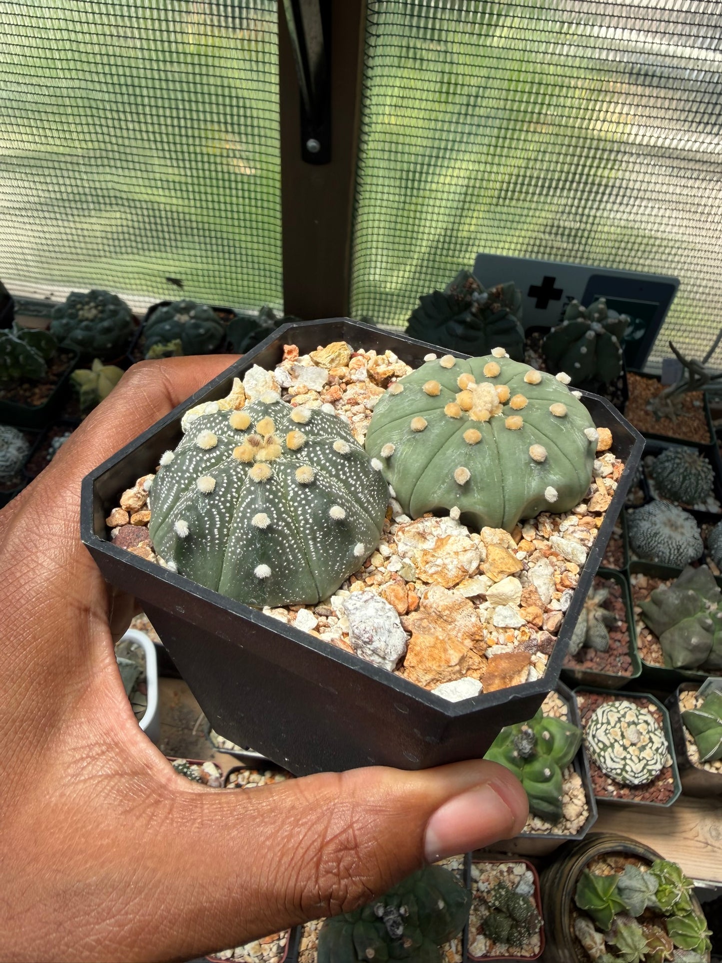 Astrophytum asterias bundle