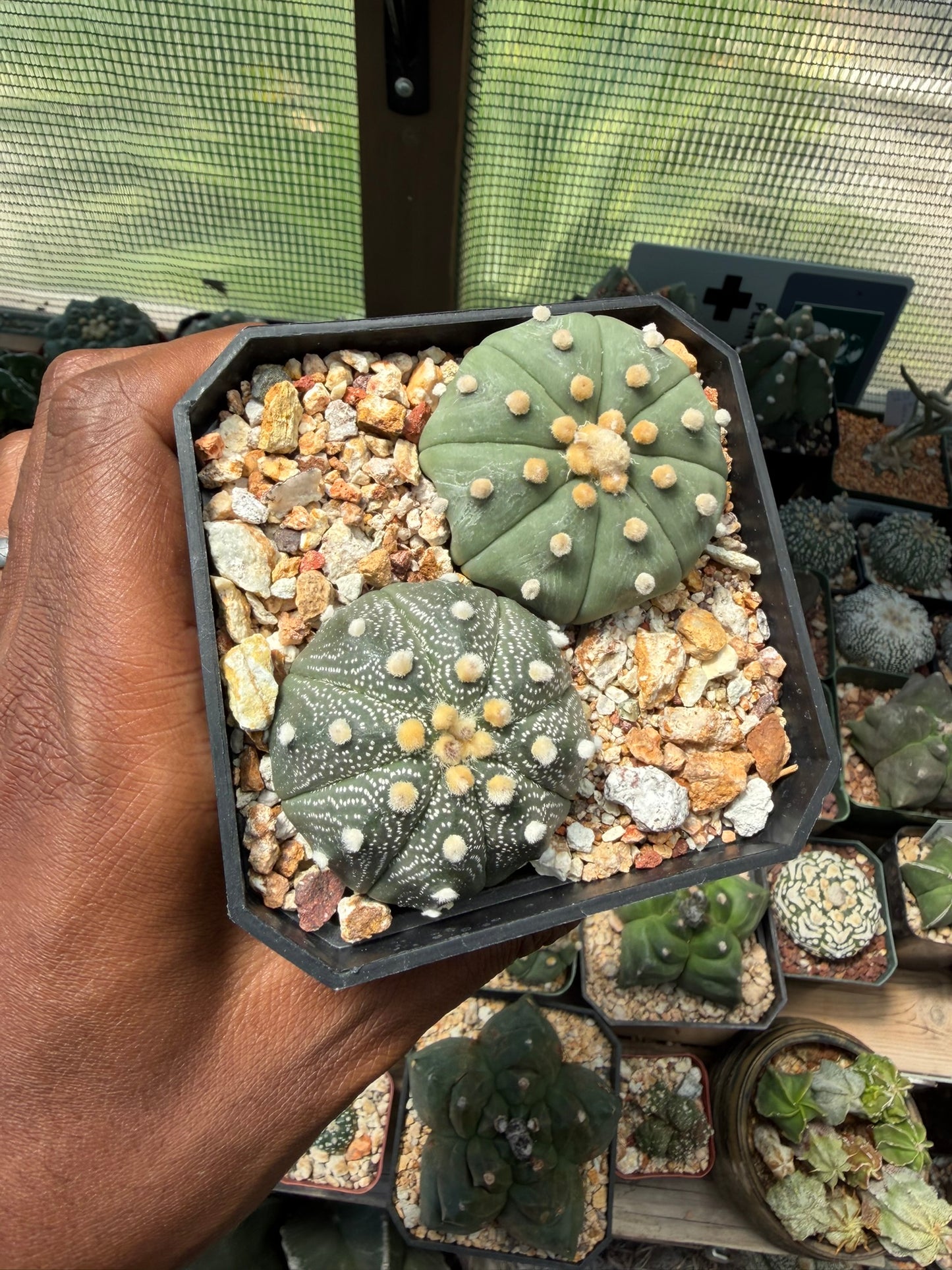 Astrophytum asterias bundle