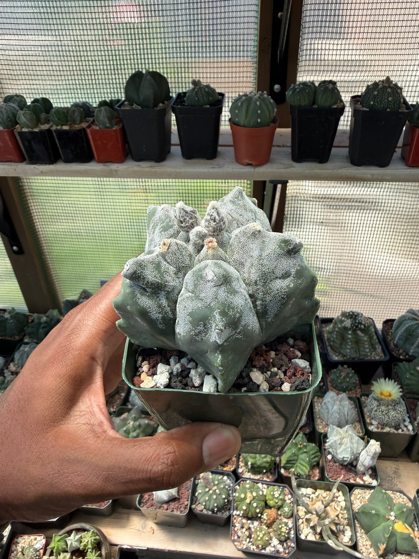 Astrophytum myriostigma Kikko