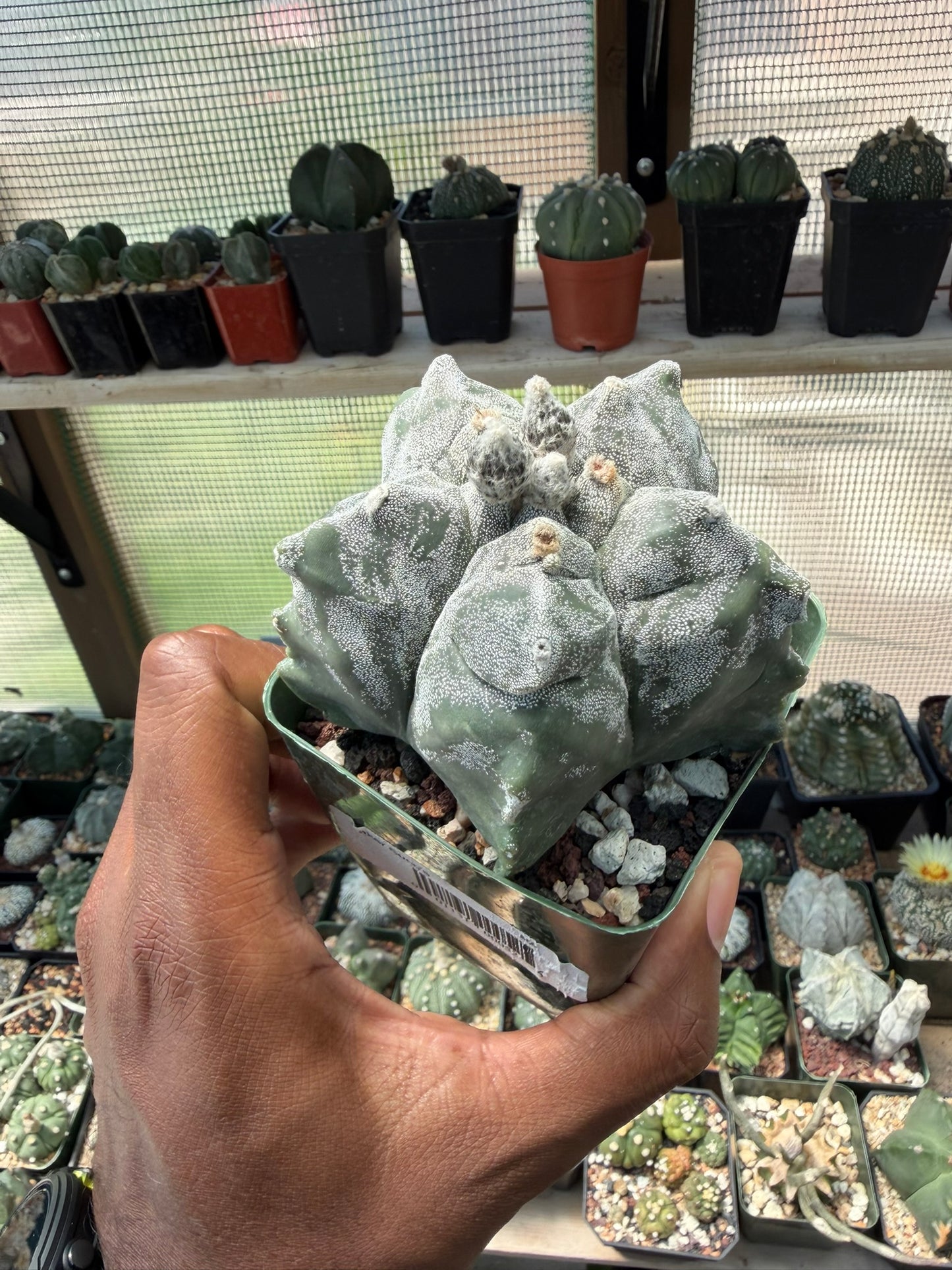 Astrophytum myriostigma Kikko
