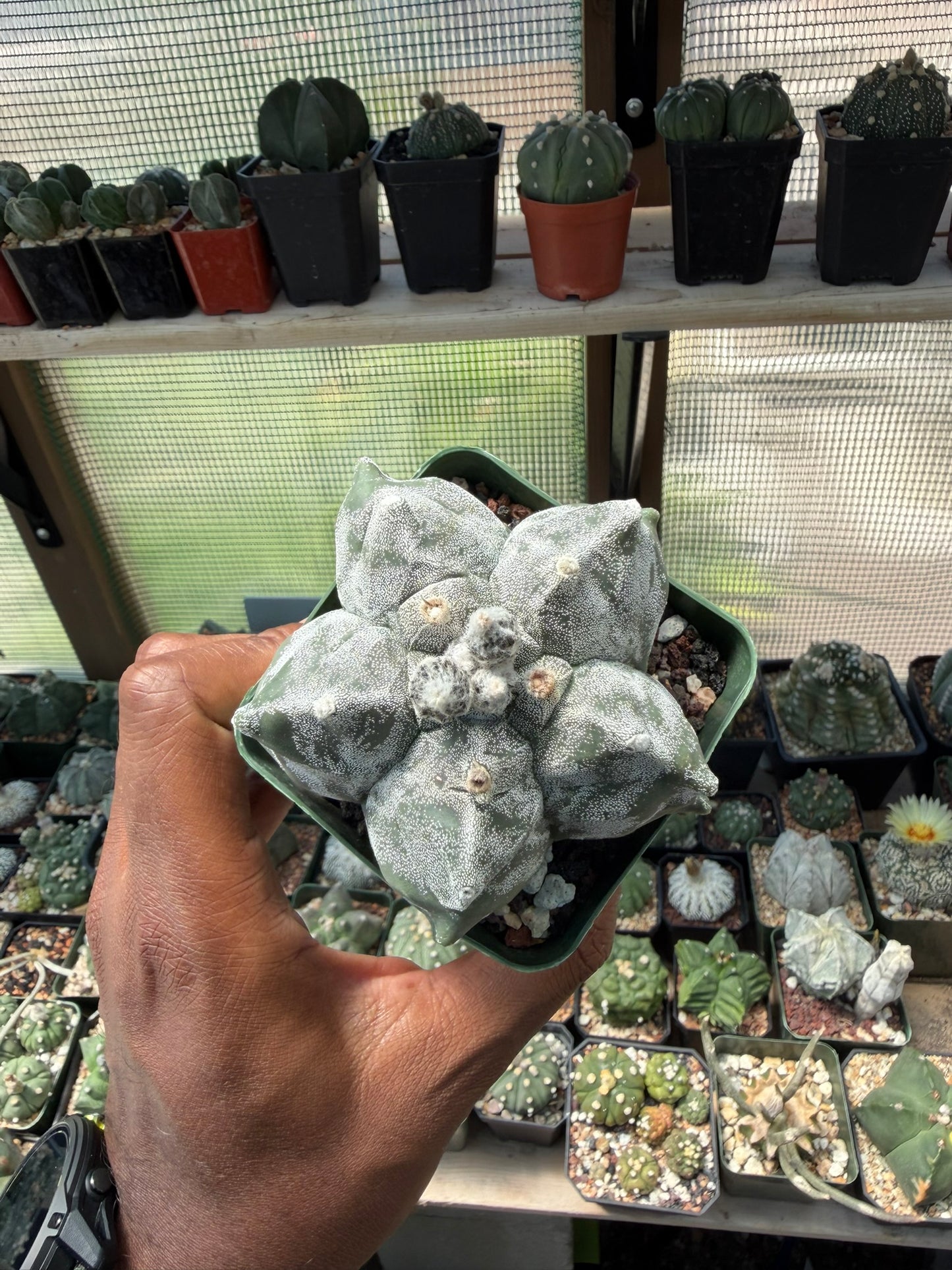 Astrophytum myriostigma Kikko
