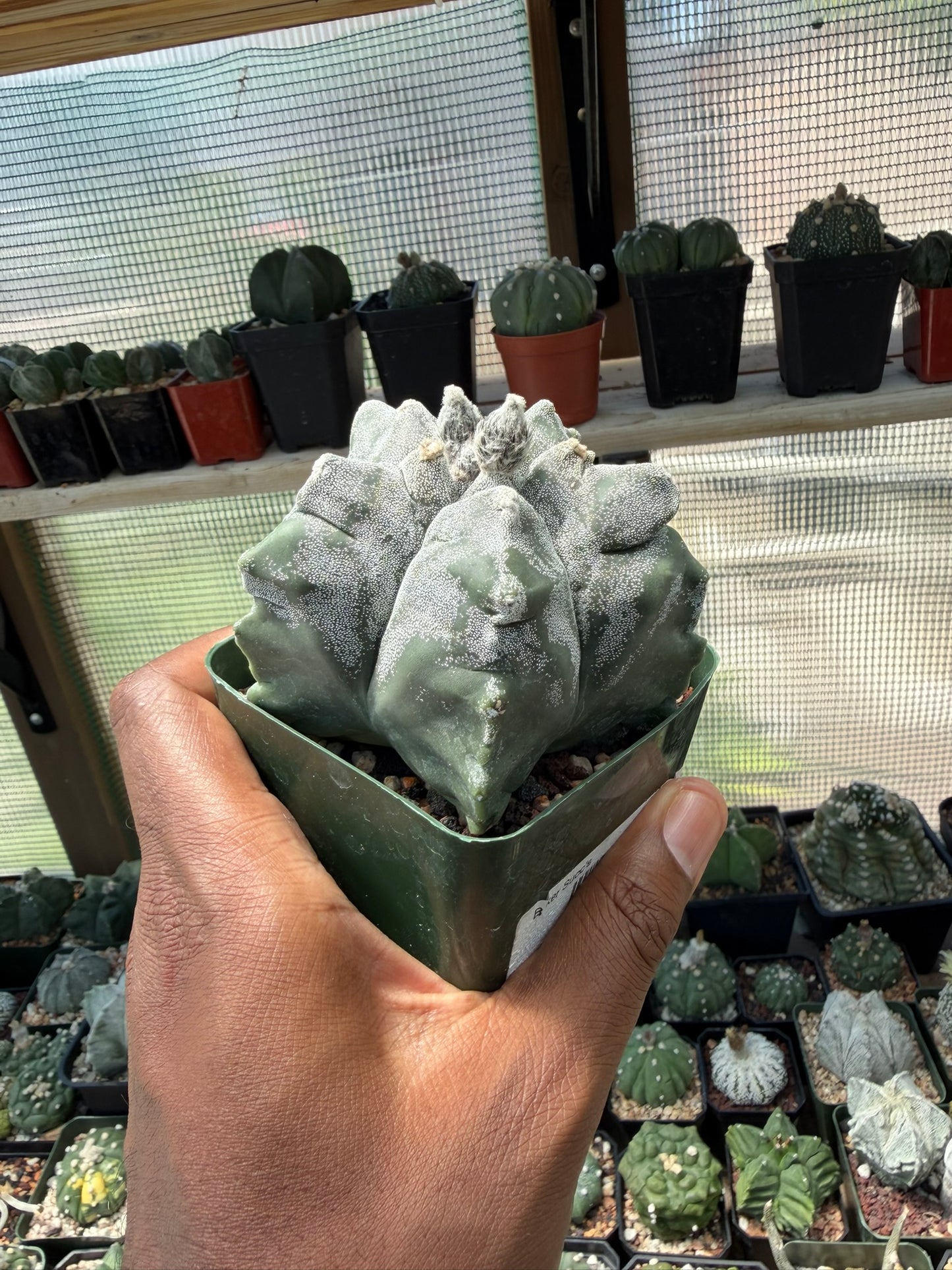 Astrophytum myriostigma Kikko