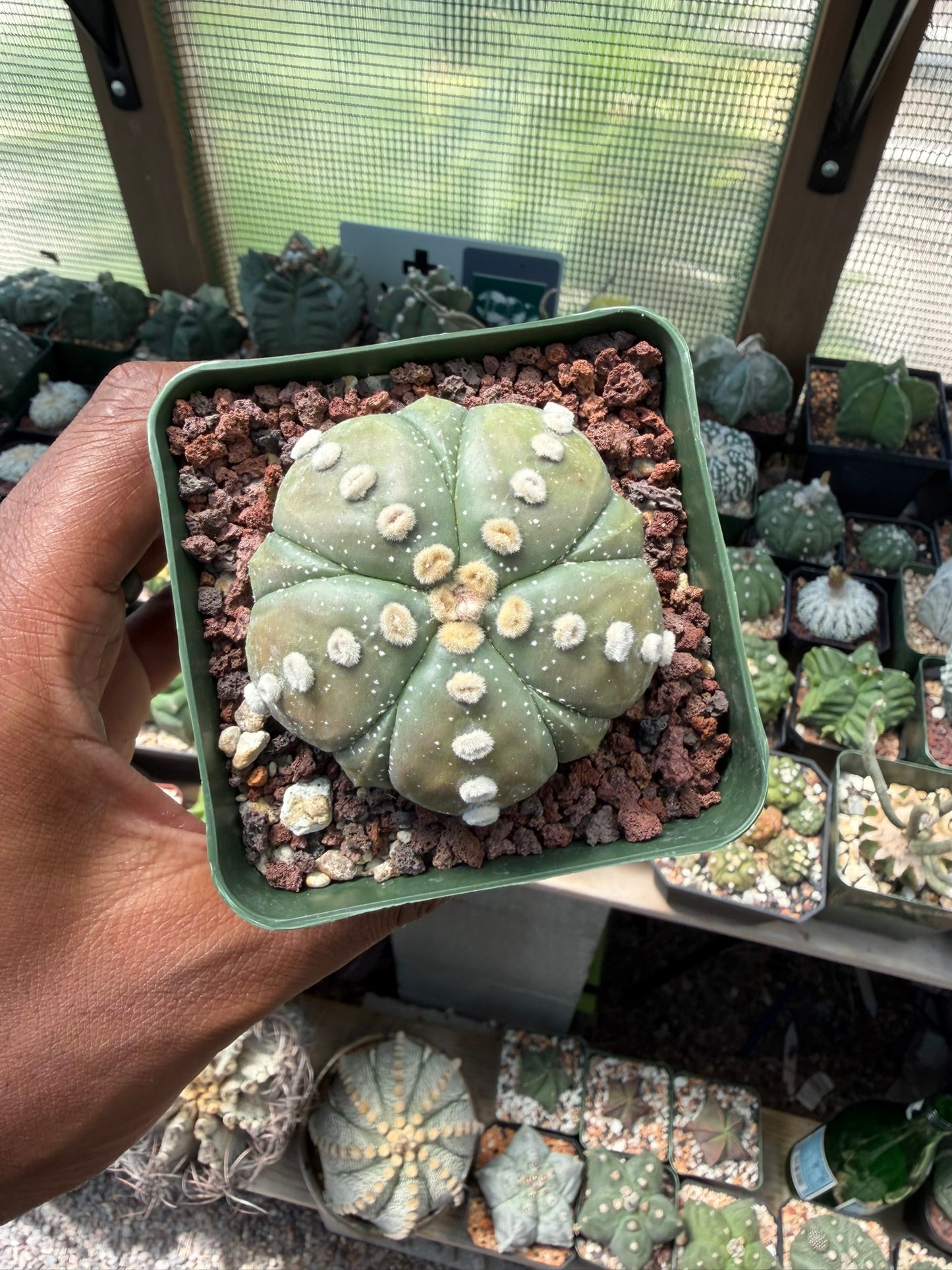 Astrophytum asterias Fukuryu