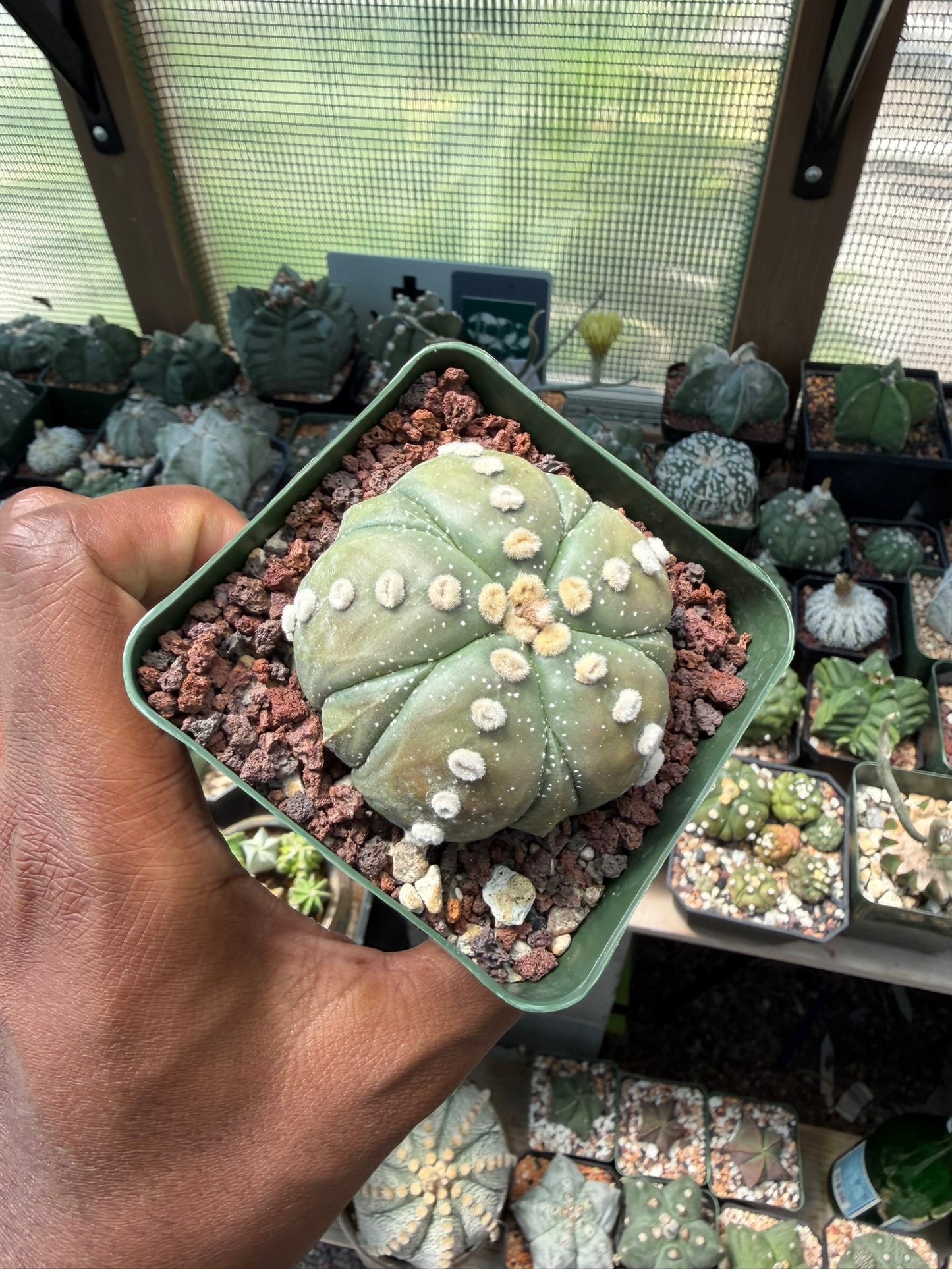 Astrophytum asterias Fukuryu