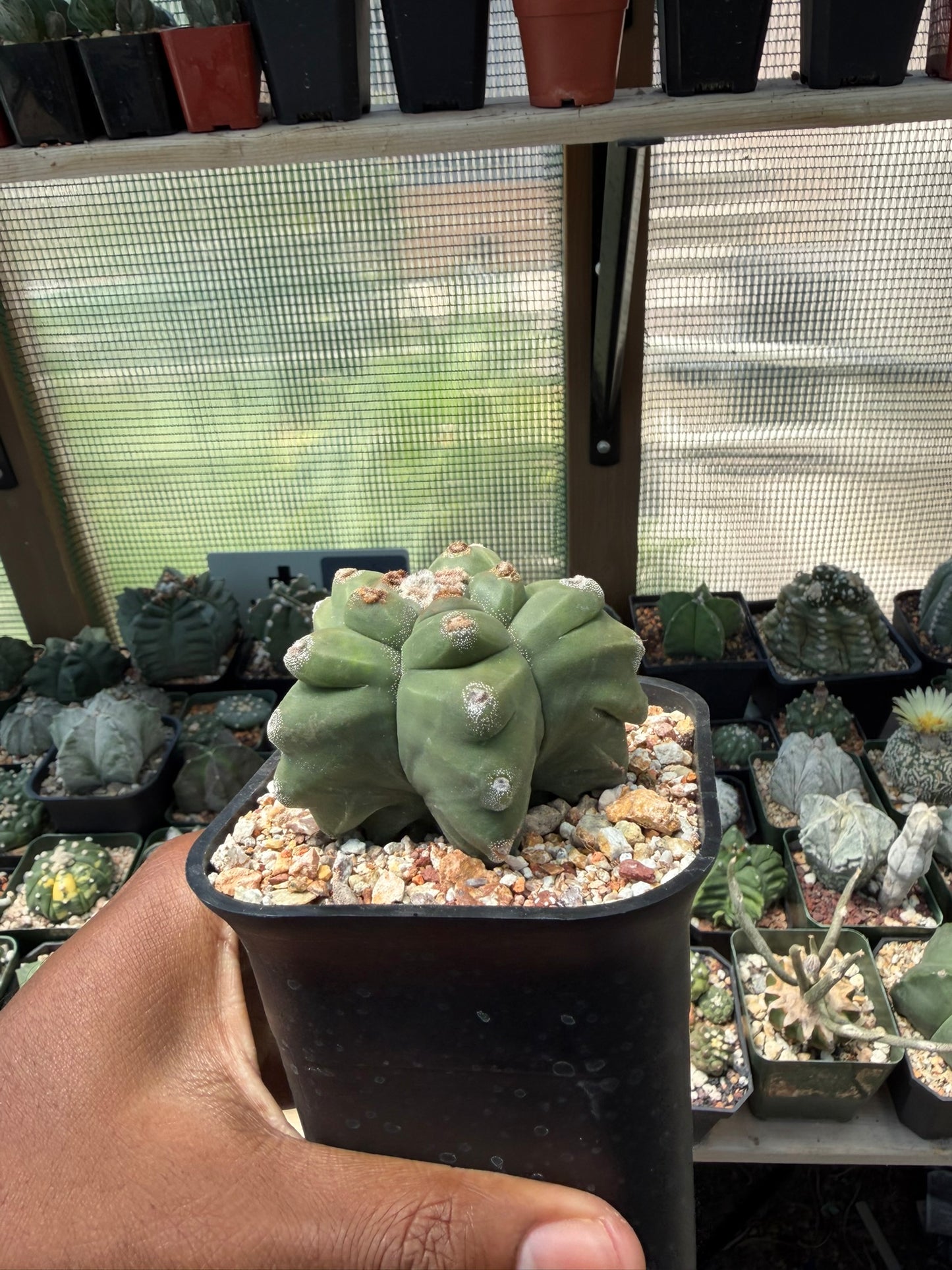 Astrophytum myriostigma Kikko