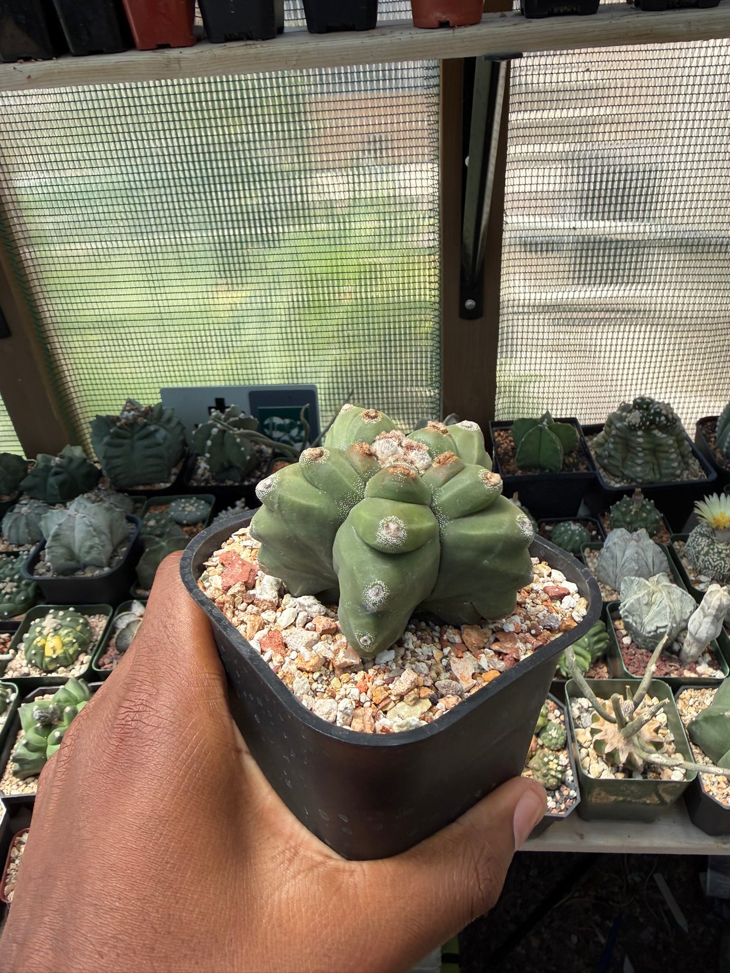 Astrophytum myriostigma Kikko