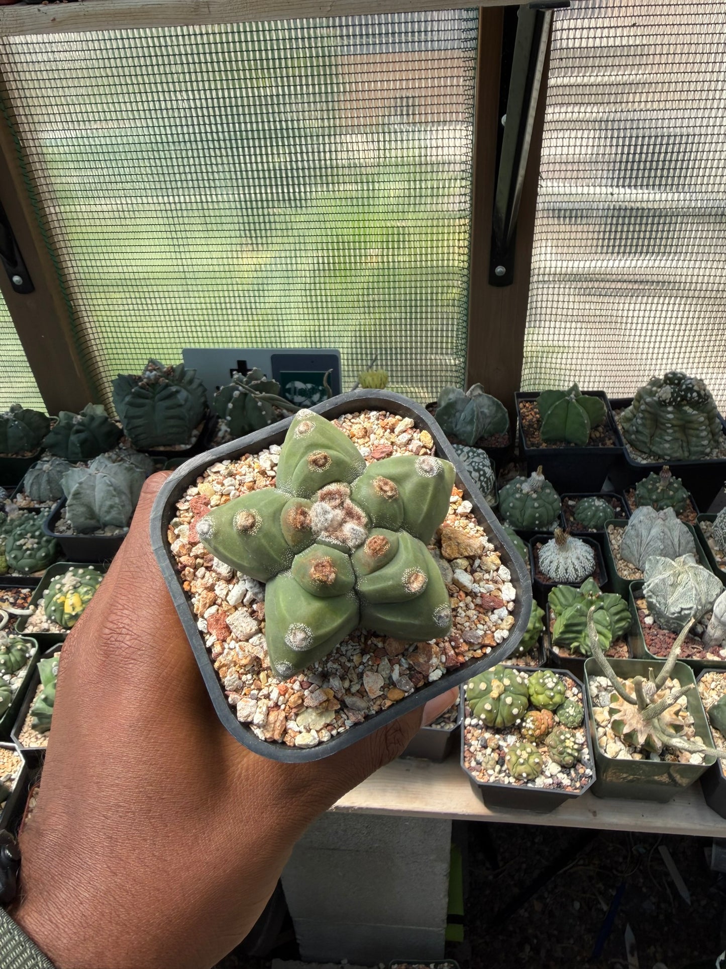 Astrophytum myriostigma Kikko