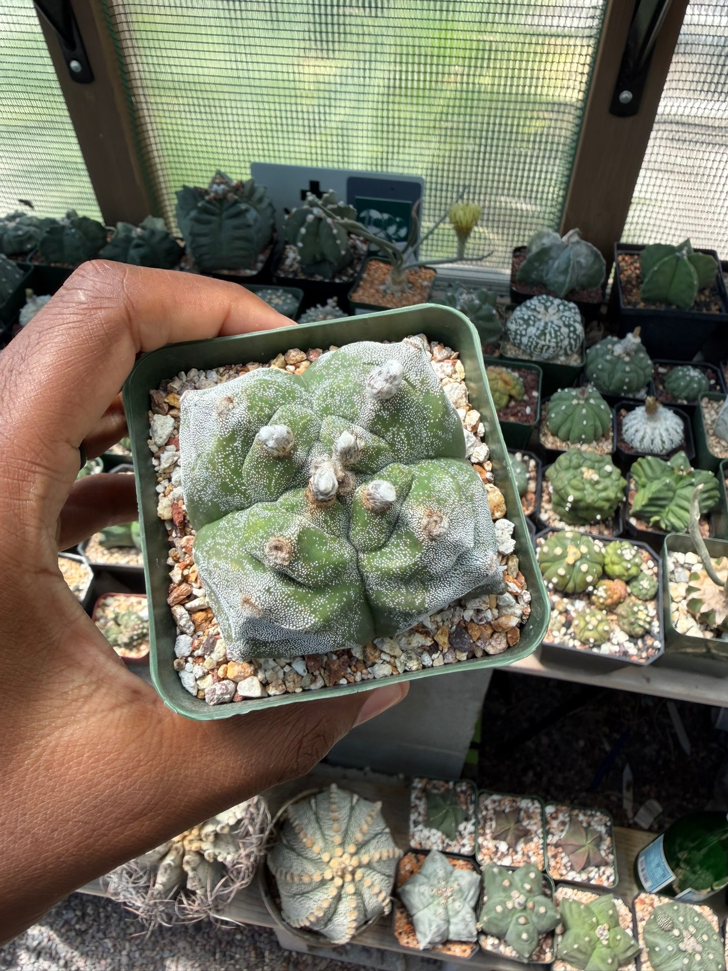 Astrophytum myriostigma Kikko quadricostatum