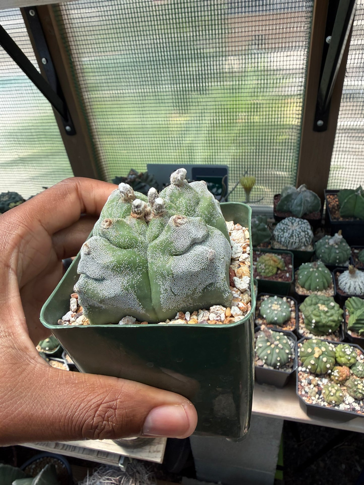 Astrophytum myriostigma Kikko quadricostatum