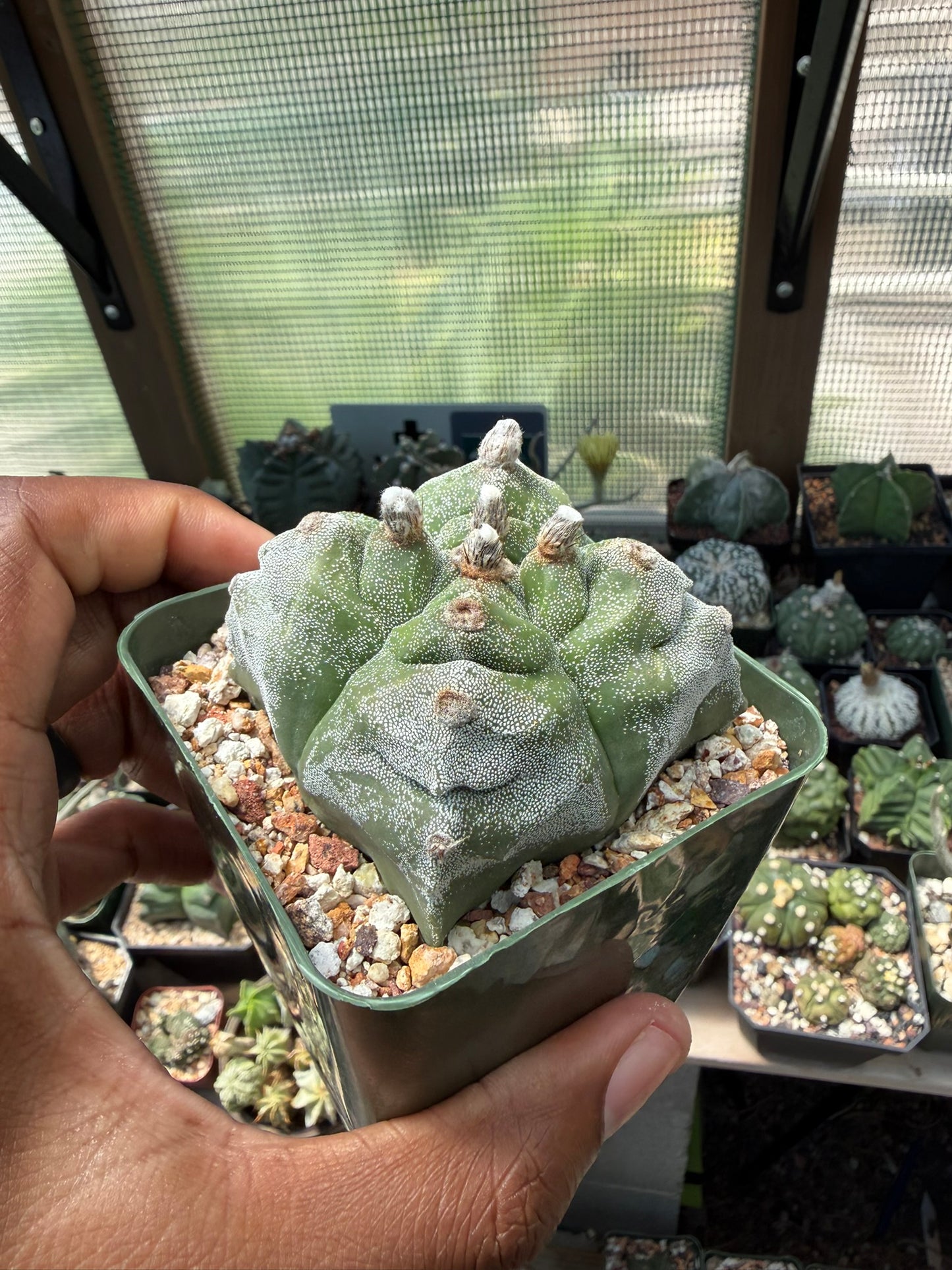Astrophytum myriostigma Kikko quadricostatum