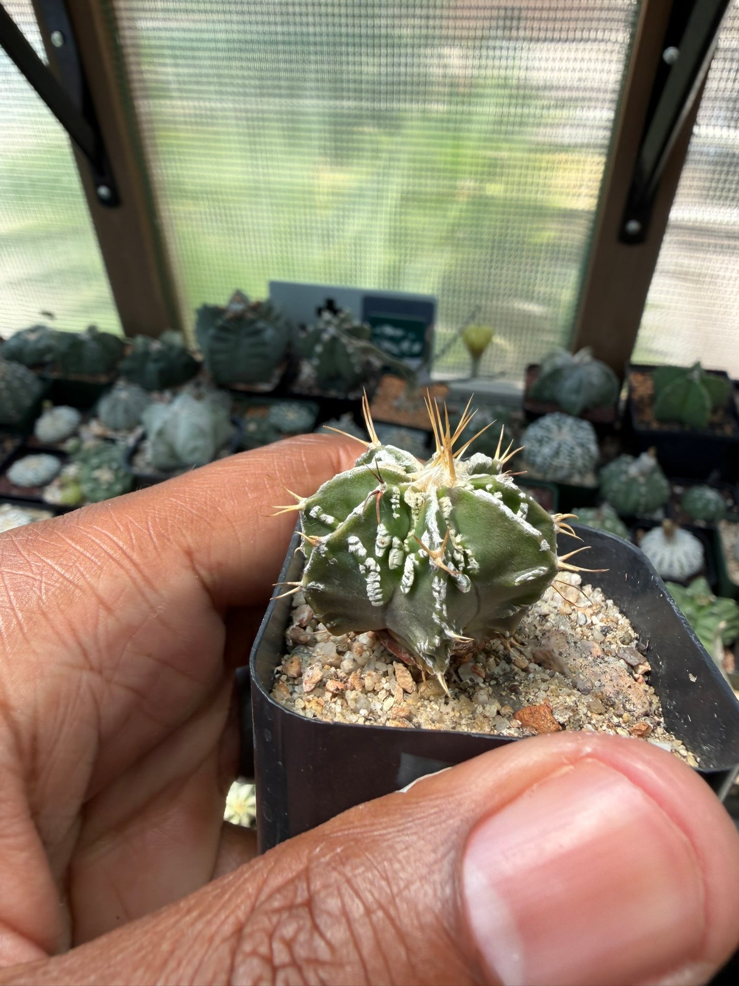 Astrophytum myriostigma x ornatum Fukuryu Hania