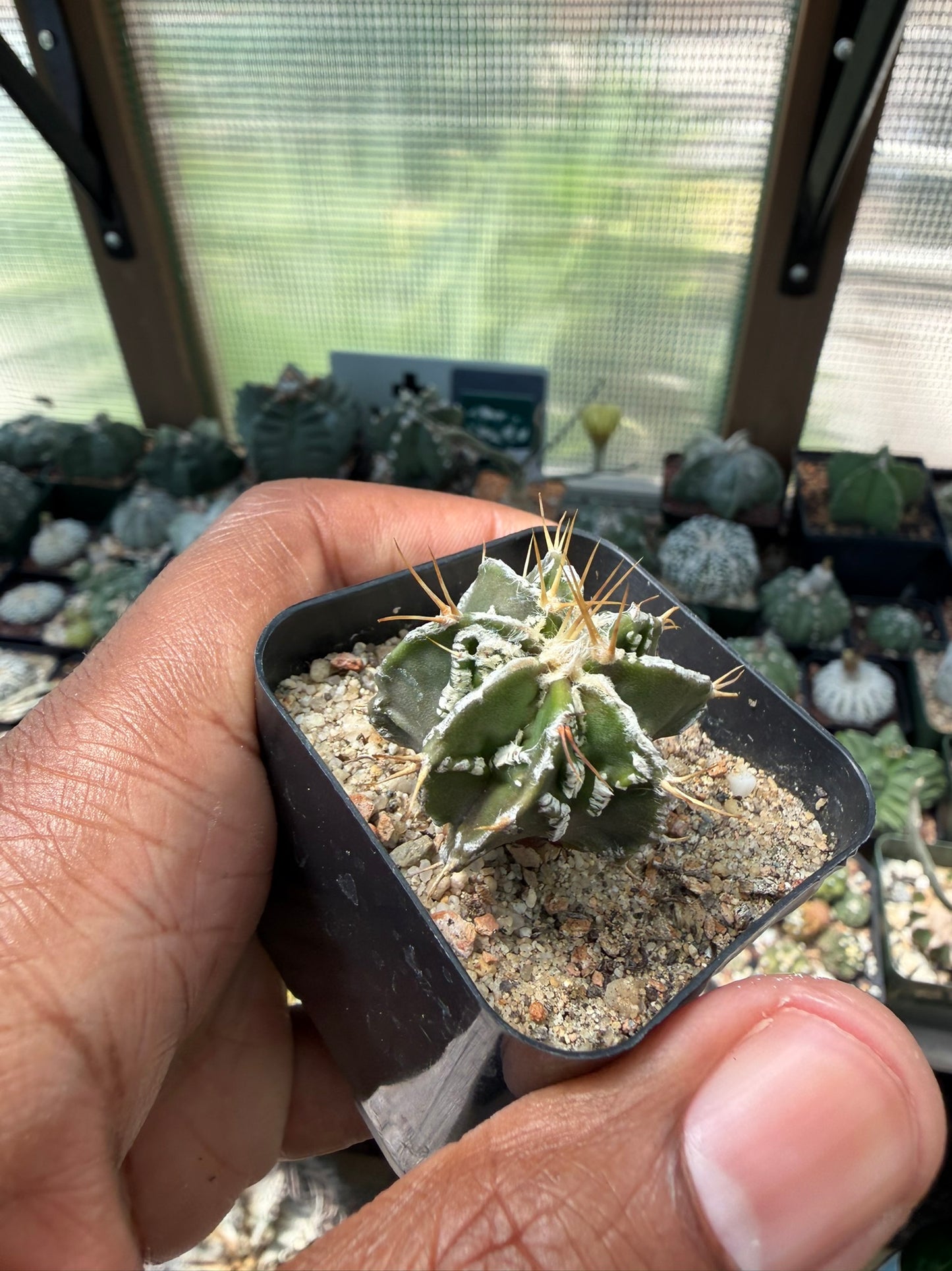 Astrophytum myriostigma x ornatum Fukuryu Hania