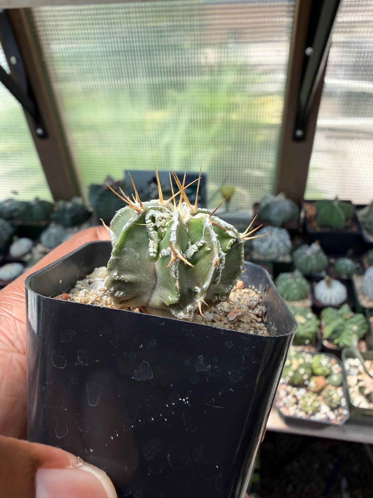 Astrophytum myriostigma x ornatum Fukuryu Hania