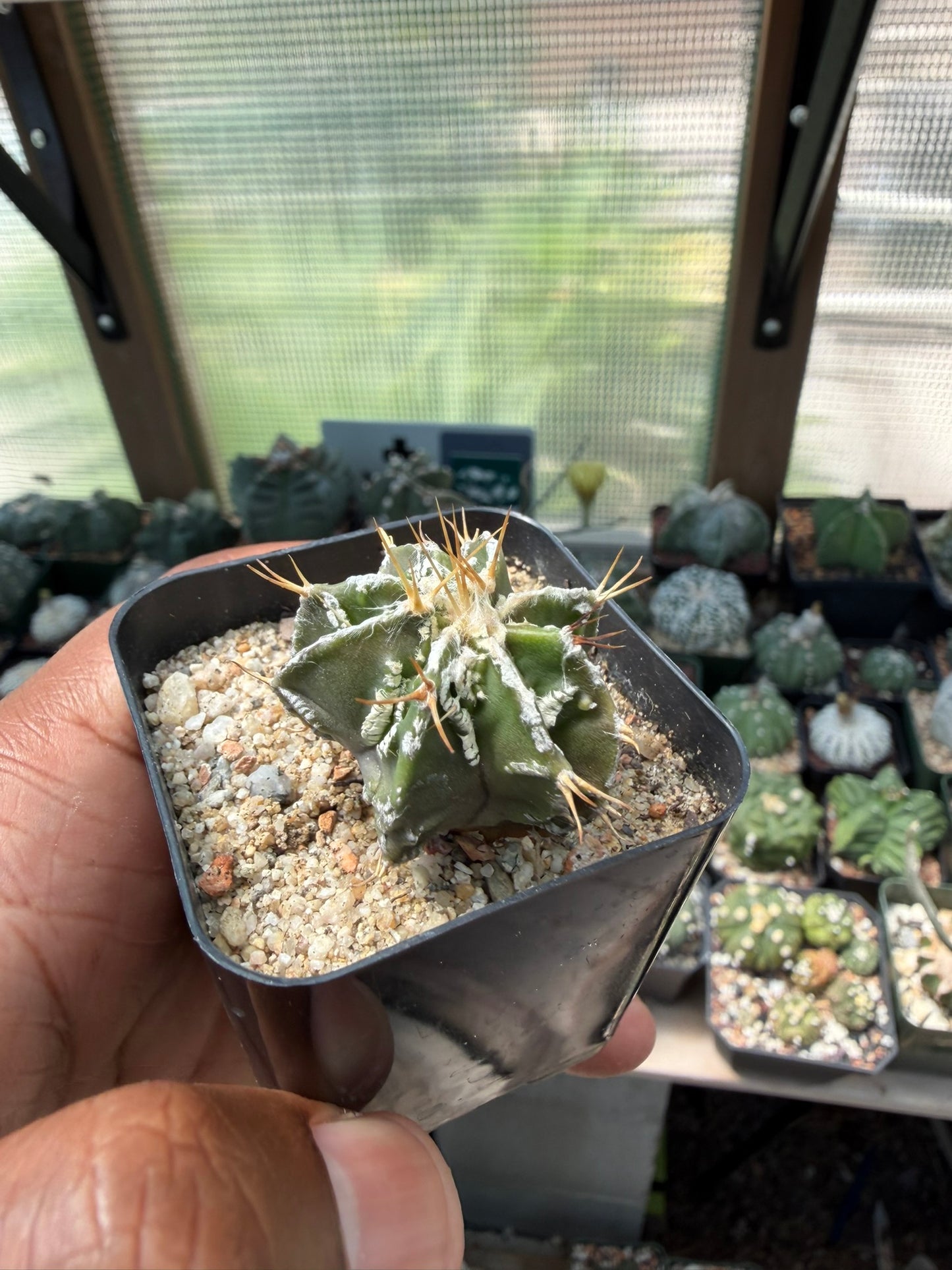 Astrophytum myriostigma x ornatum Fukuryu Hania
