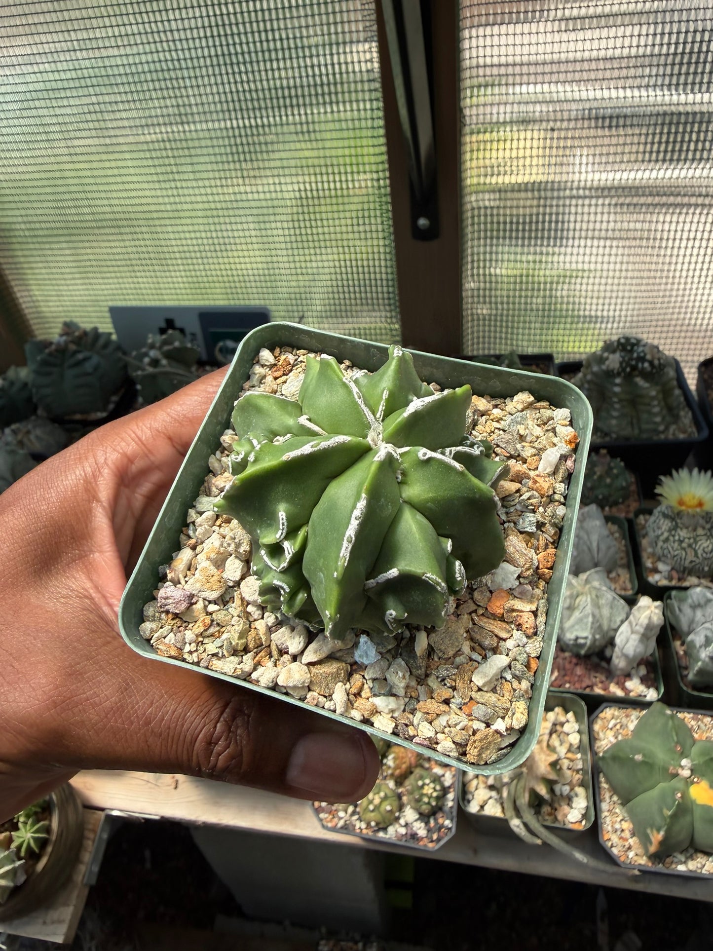 Astrophytum myriostigma Fukuryu Hakujo
