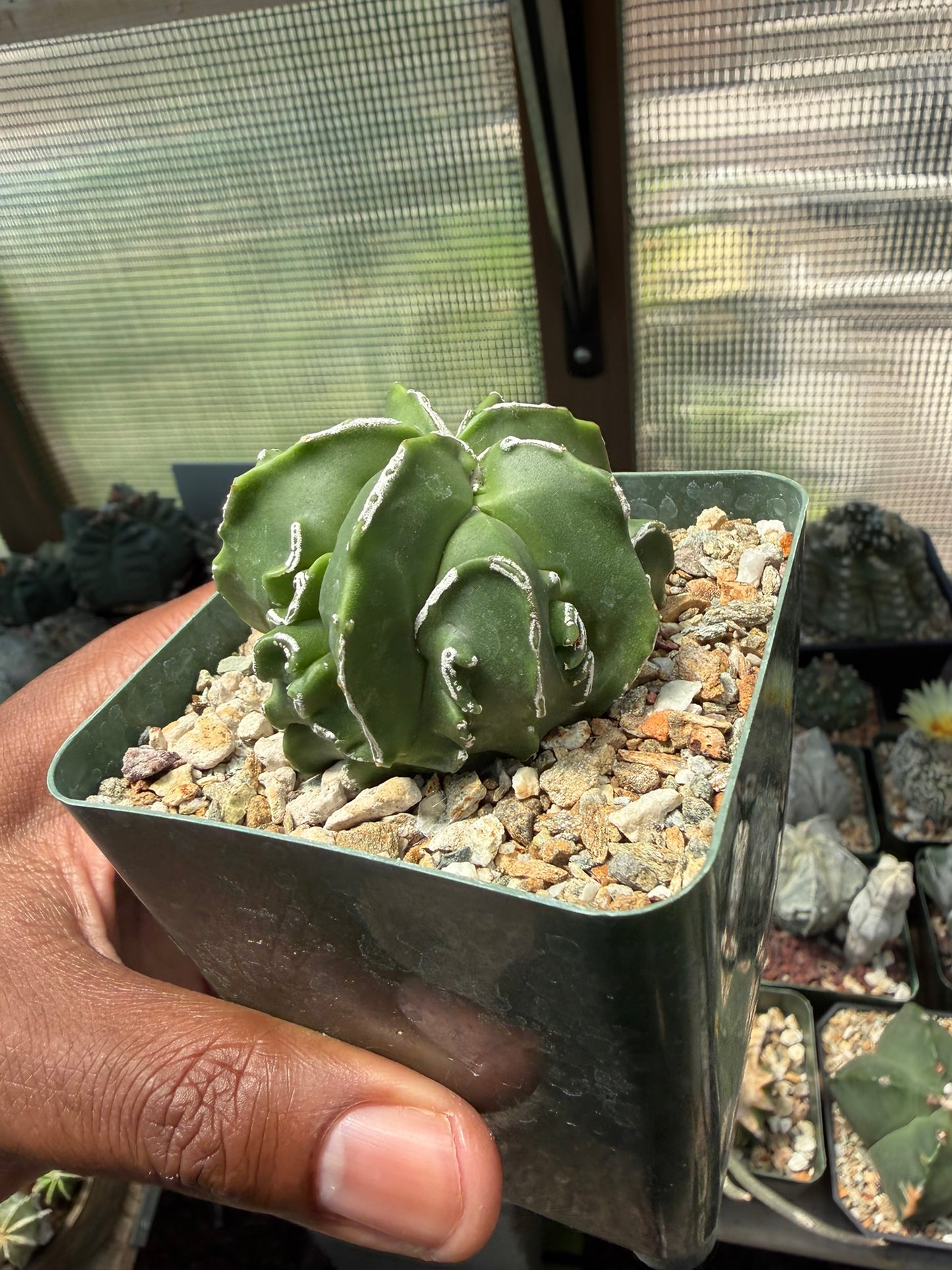 Astrophytum myriostigma Fukuryu Hakujo