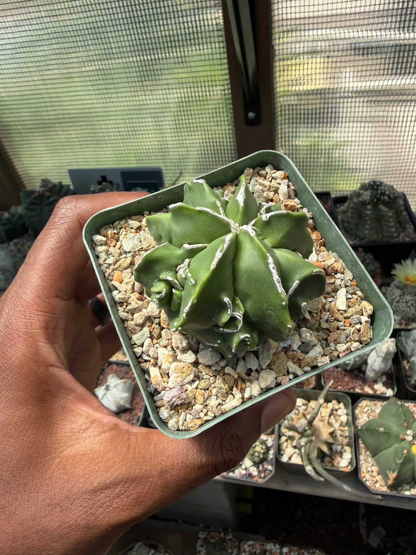 Astrophytum myriostigma Fukuryu Hakujo
