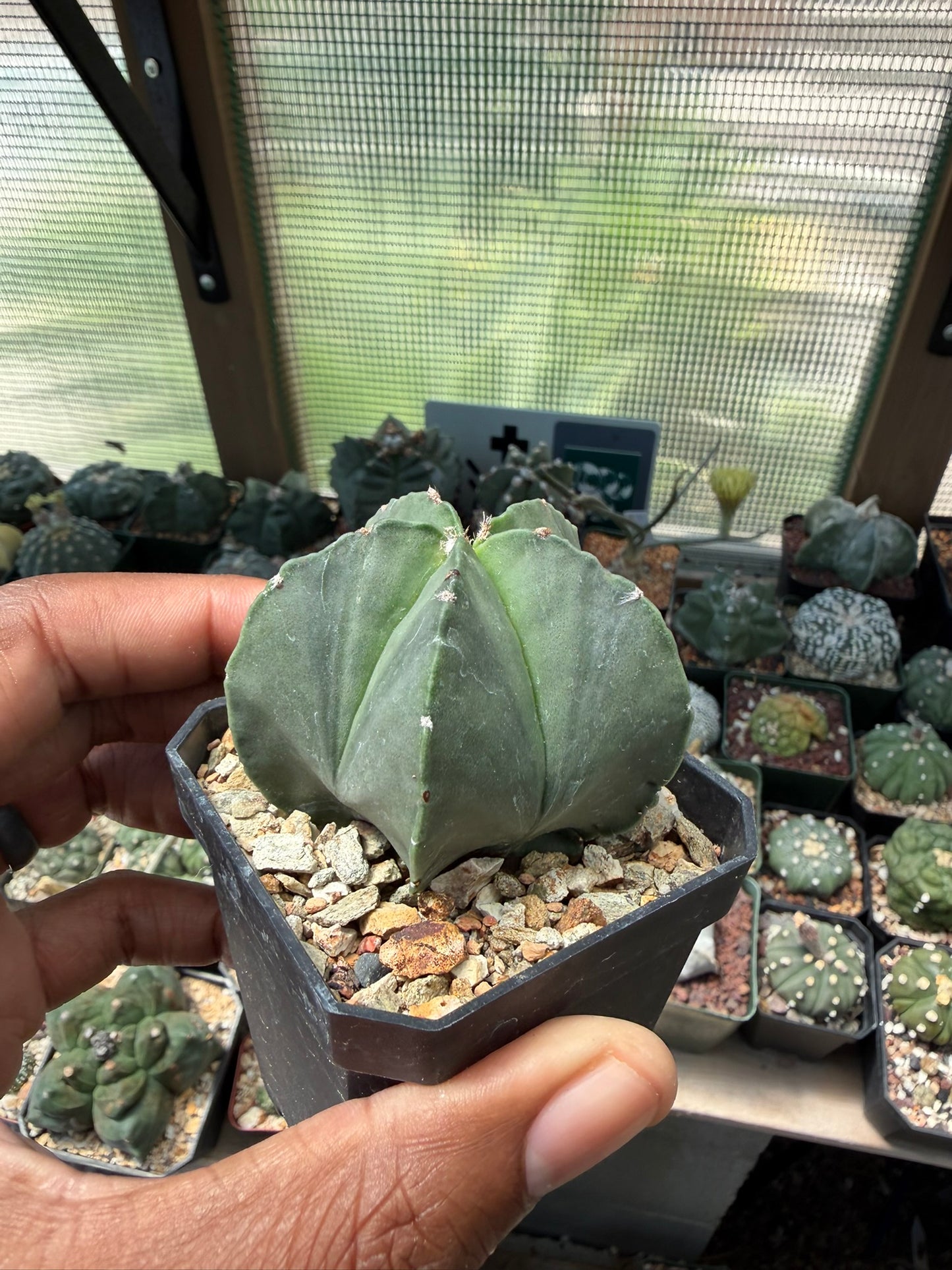 Astrophytum myriostigma nudum